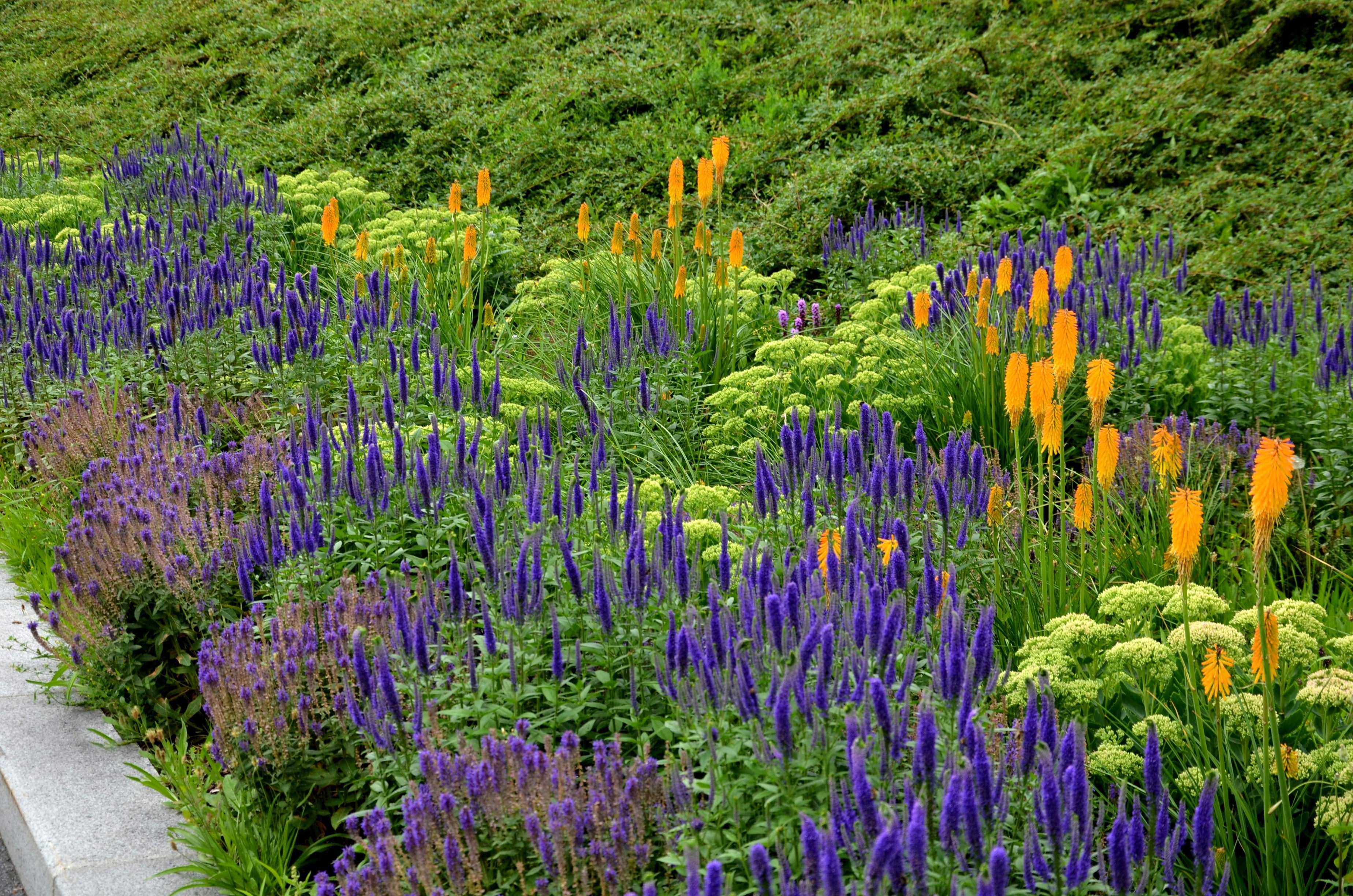 200 BLUE BOUQUET VERONICA Spicata Spike Speedwell Herb Flower Seeds