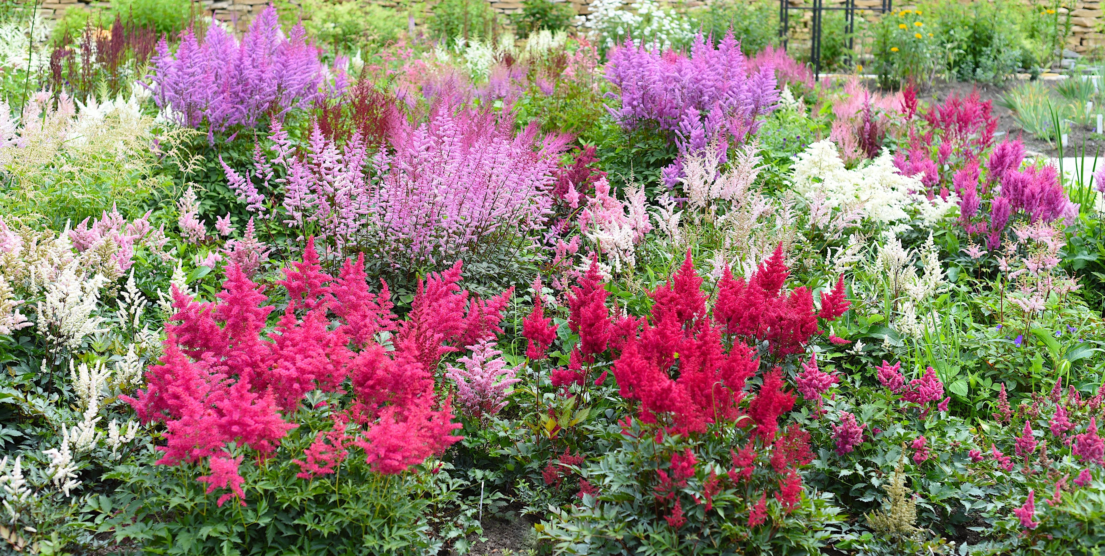 50 MIXED Colors ASTILBE BUNTER Astilbe Simplicifolia Shade Red White Purple Pink Flower Seeds