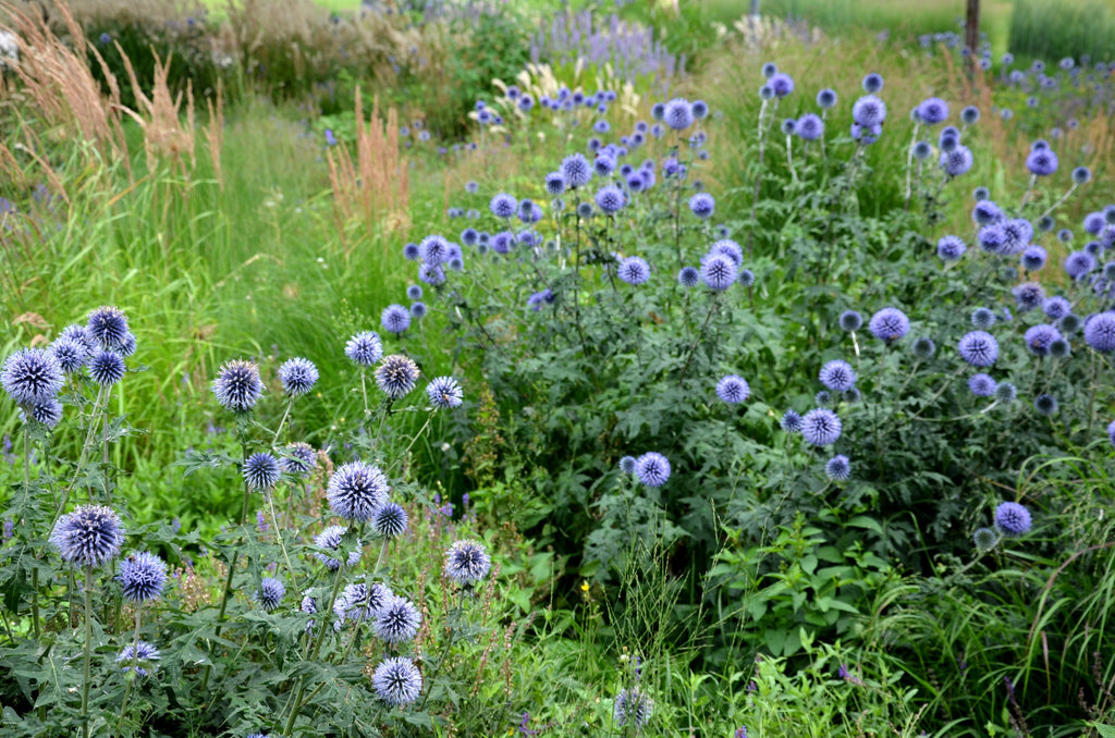 25 Blue GLOBE THISTLE Echinops Ritro Southern Globethistle Pollinator Flower Seeds