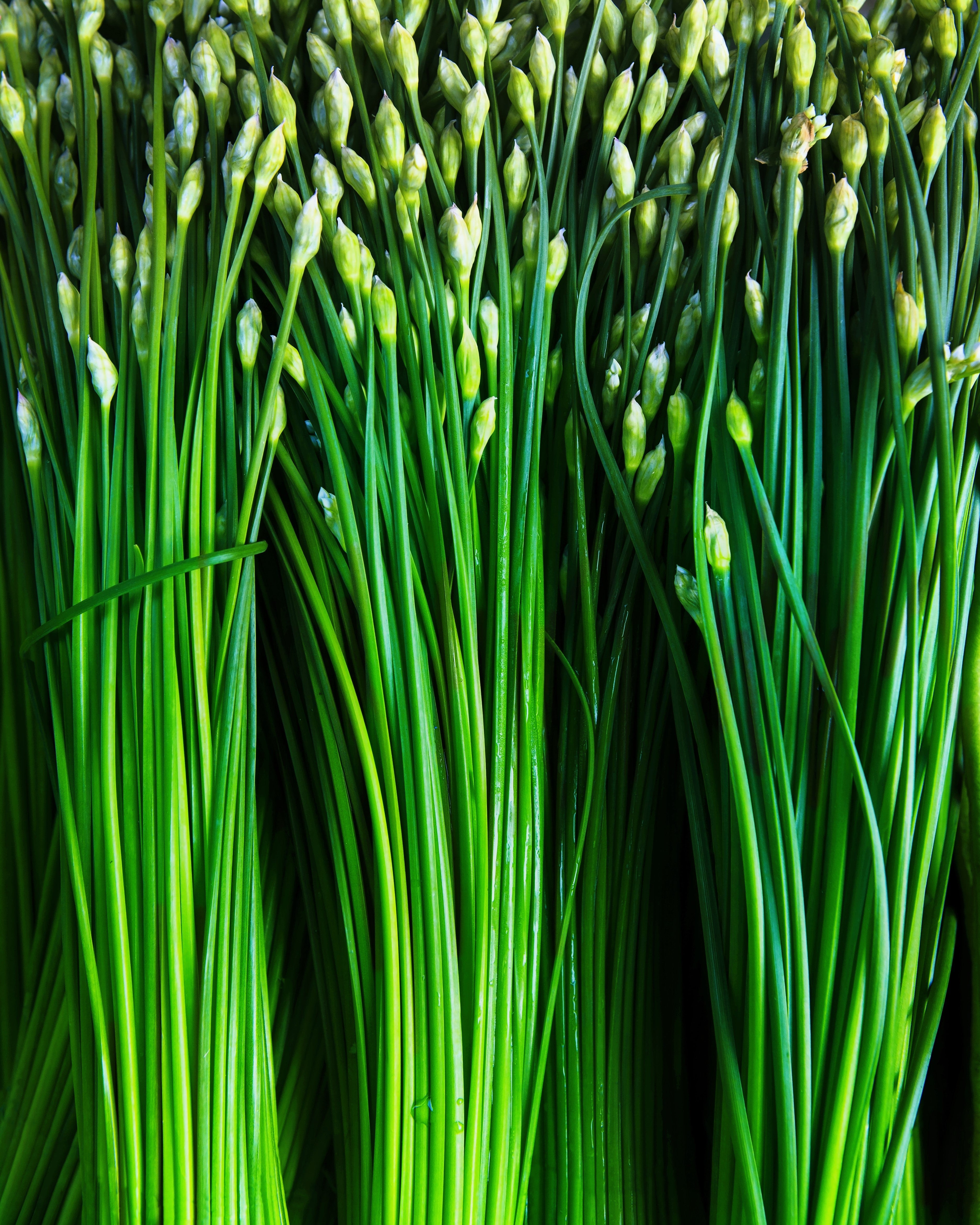 250 GARLIC CHIVE Allium Tuberosum White Flowering Herb Vegetable Seeds