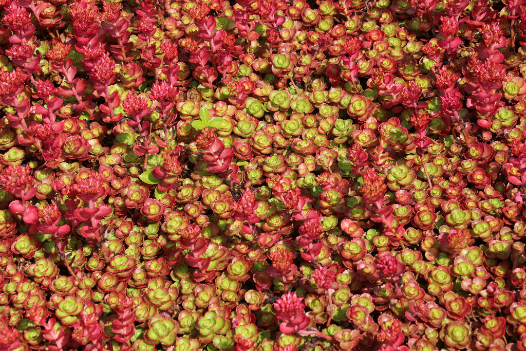 150 MIXED SEDUM Stonecrop Succulent Groundcover Red White Yellow Pink Purple Flower Seeds