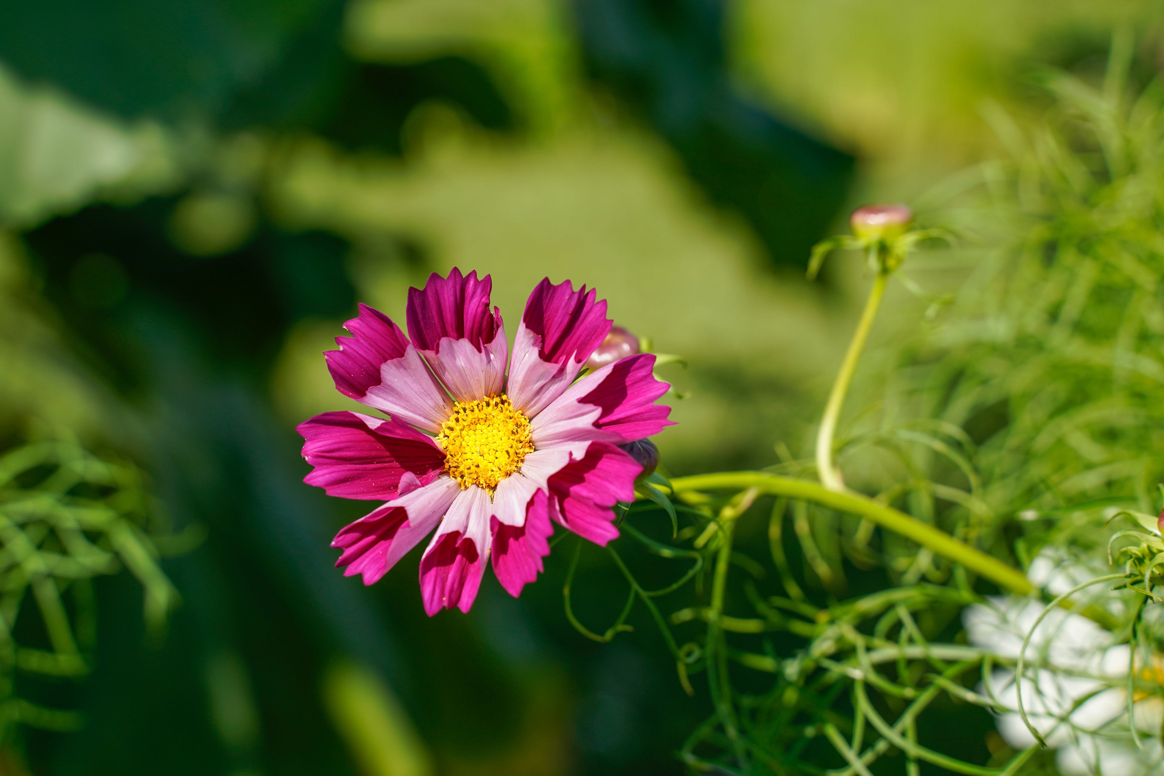 200 COSMOS SEA SHELLS Cosmos Bipinnatus Seashells Flower Seeds