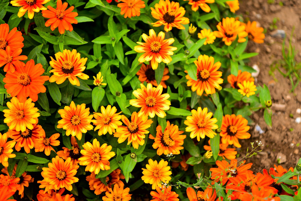 250 ZIN MASTER ZINNIA Mix Elegans Mixed Colors Flower Seeds