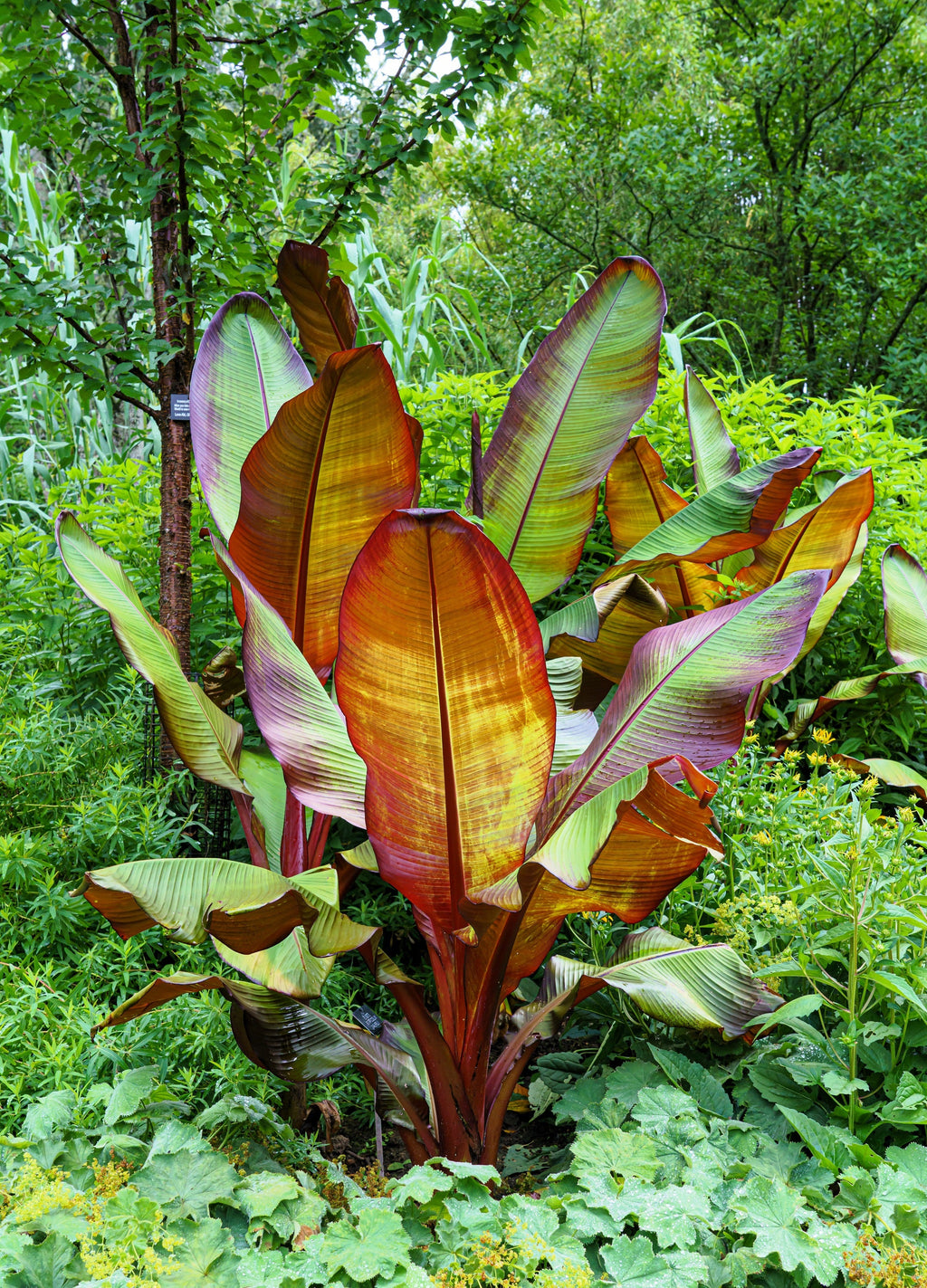 5 RED ABYSSINIAN BANANA Musa Ensete Ventricosum Flowering Fruit Tree S ...