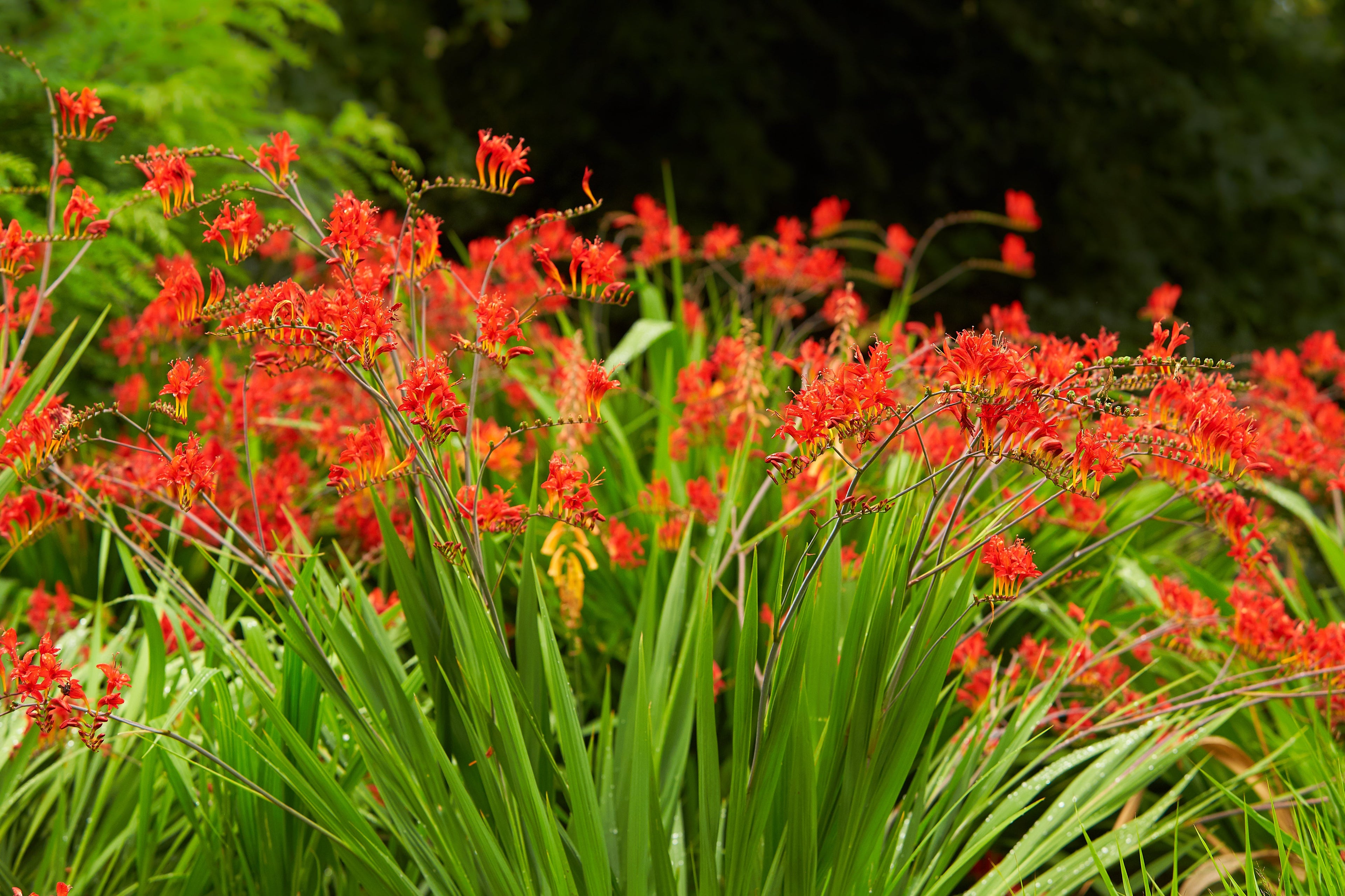 10 RED LUCIFER CROCOSMIA Crocosmia Masoniorum Flower Seeds