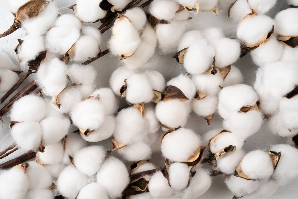 25 WHITE COTTON Gossypium Hirsutum Plant Seeds