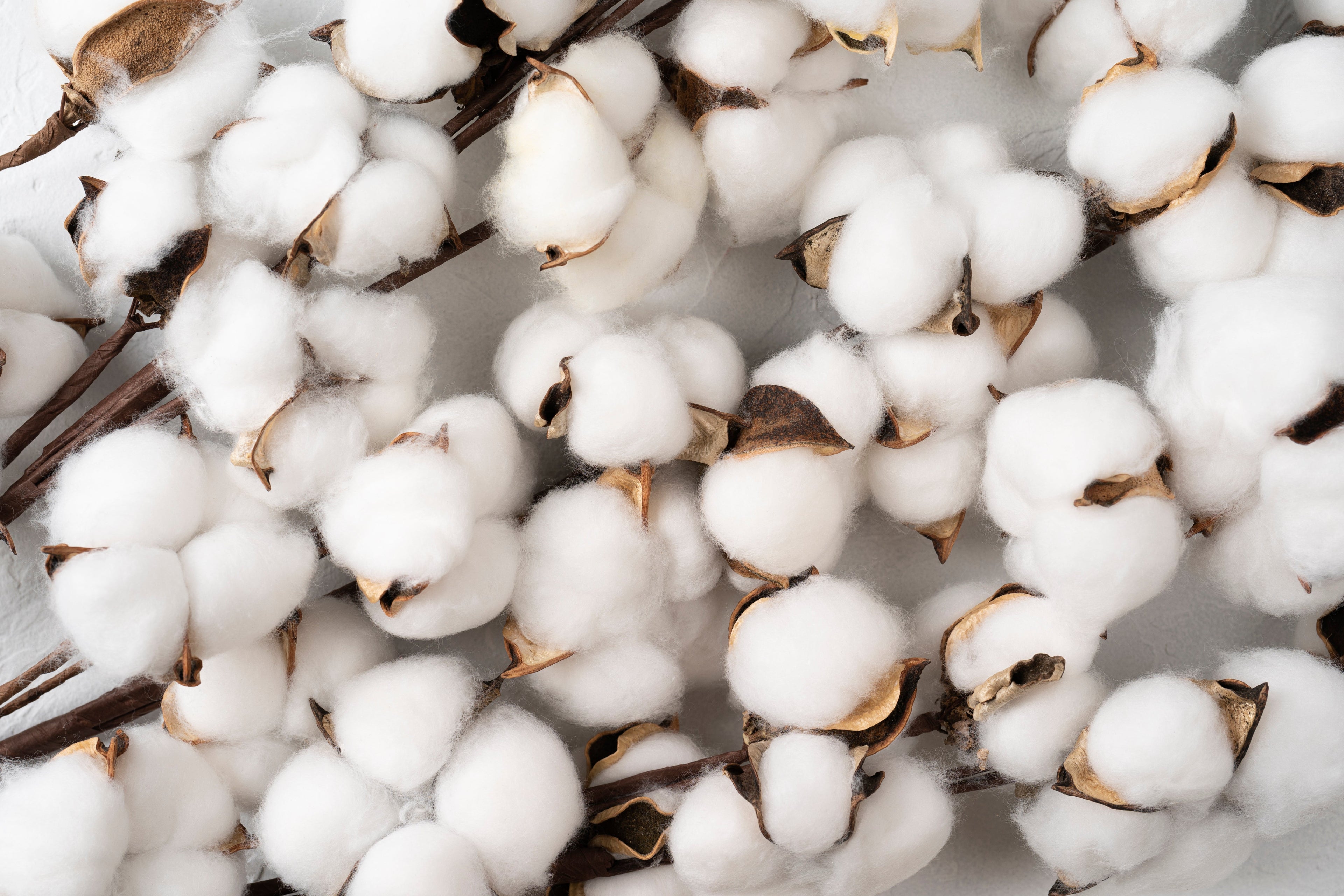 25 WHITE COTTON Gossypium Hirsutum Plant Seeds