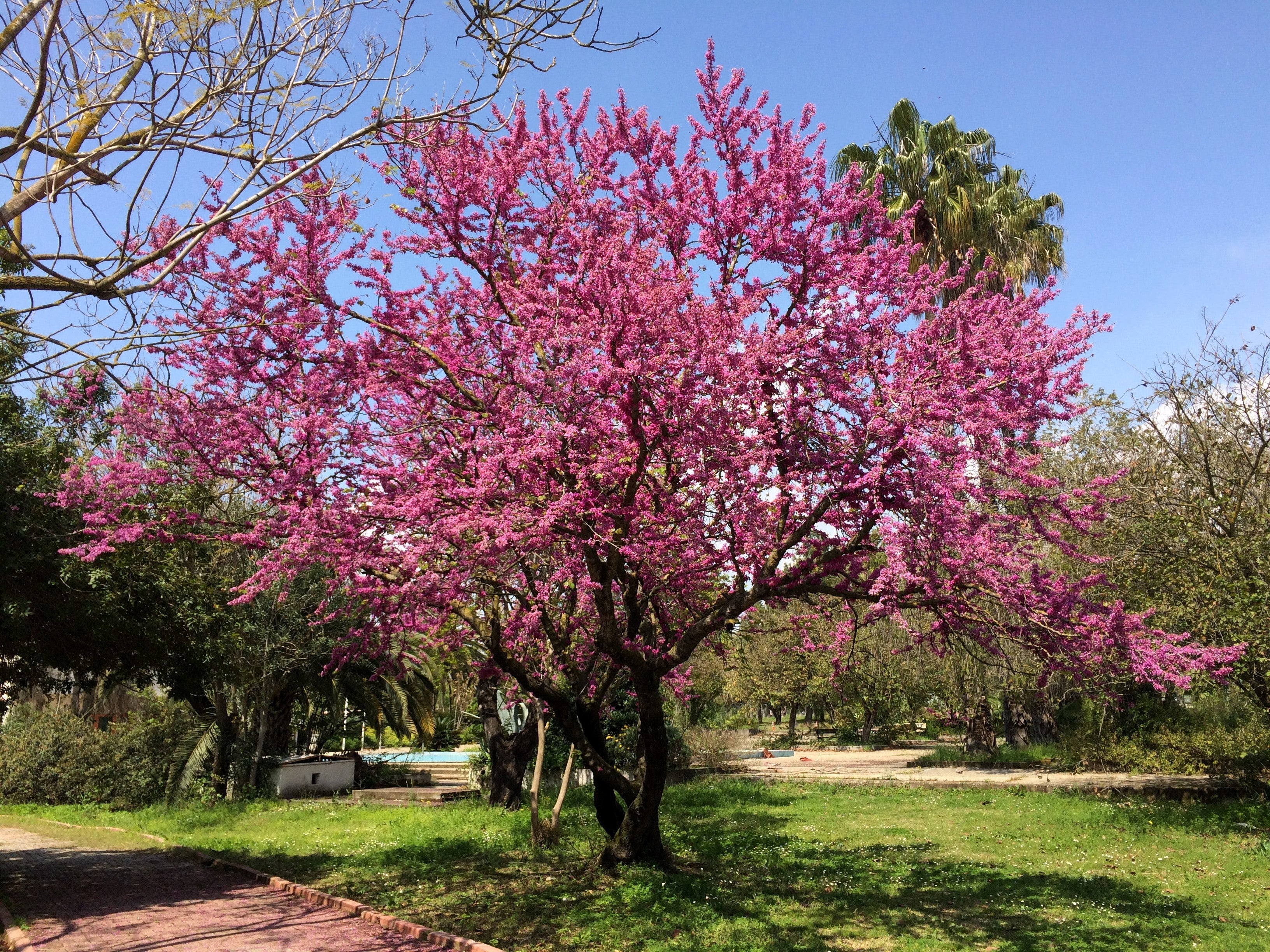 25 JUDAS TREE European Redbud Love Tree Cercis Siliquastrum Pink Purple Flower Seeds