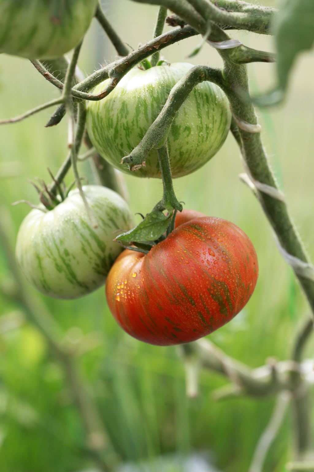 50 CHOCOLATE STRIPES TOMATO Brown with Green Lycopersicon Fruit Vegetable Seeds