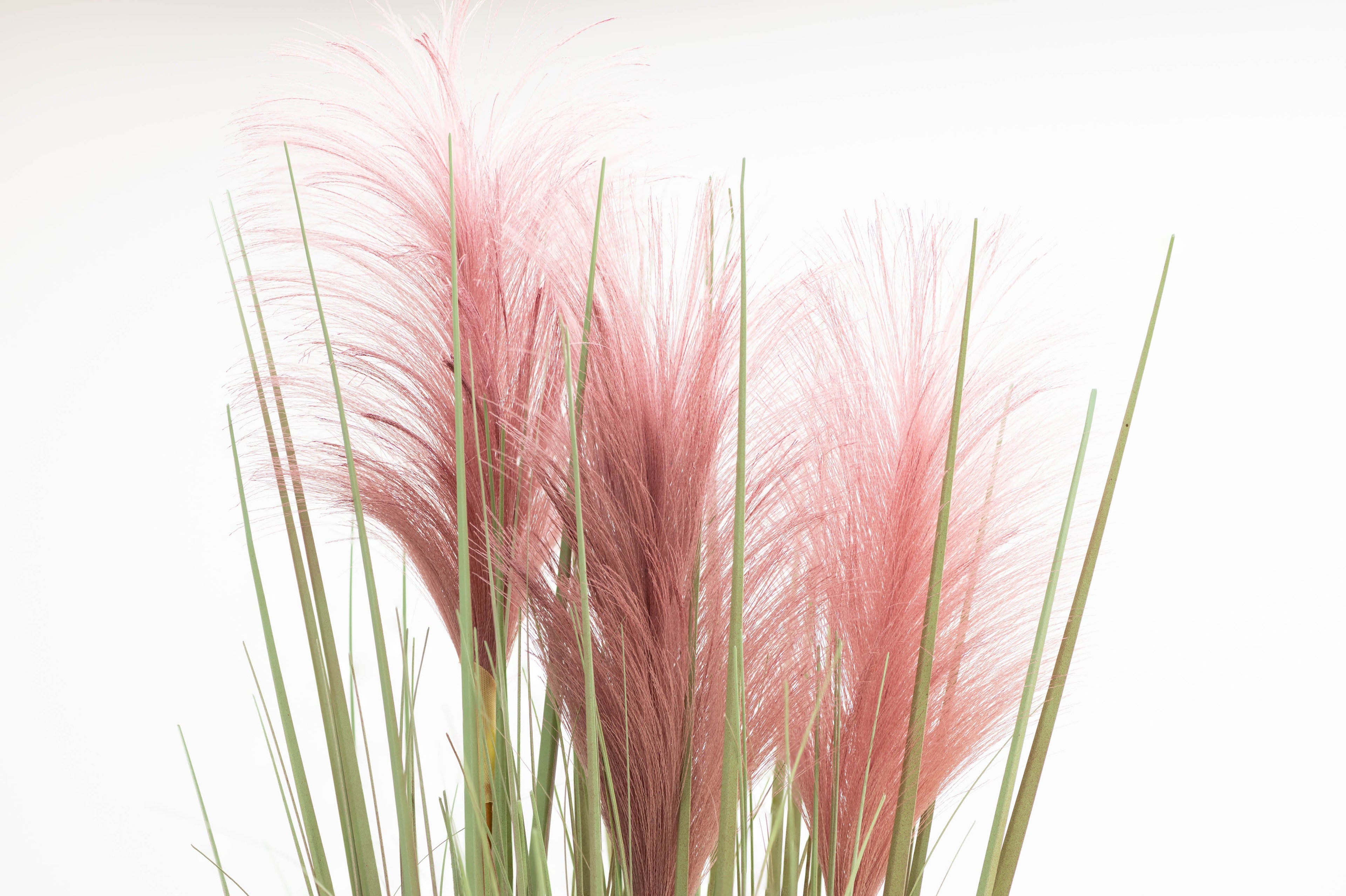 200 Ornamental PINK PAMPAS GRASS Cortaderia Selloana Rosea Seeds