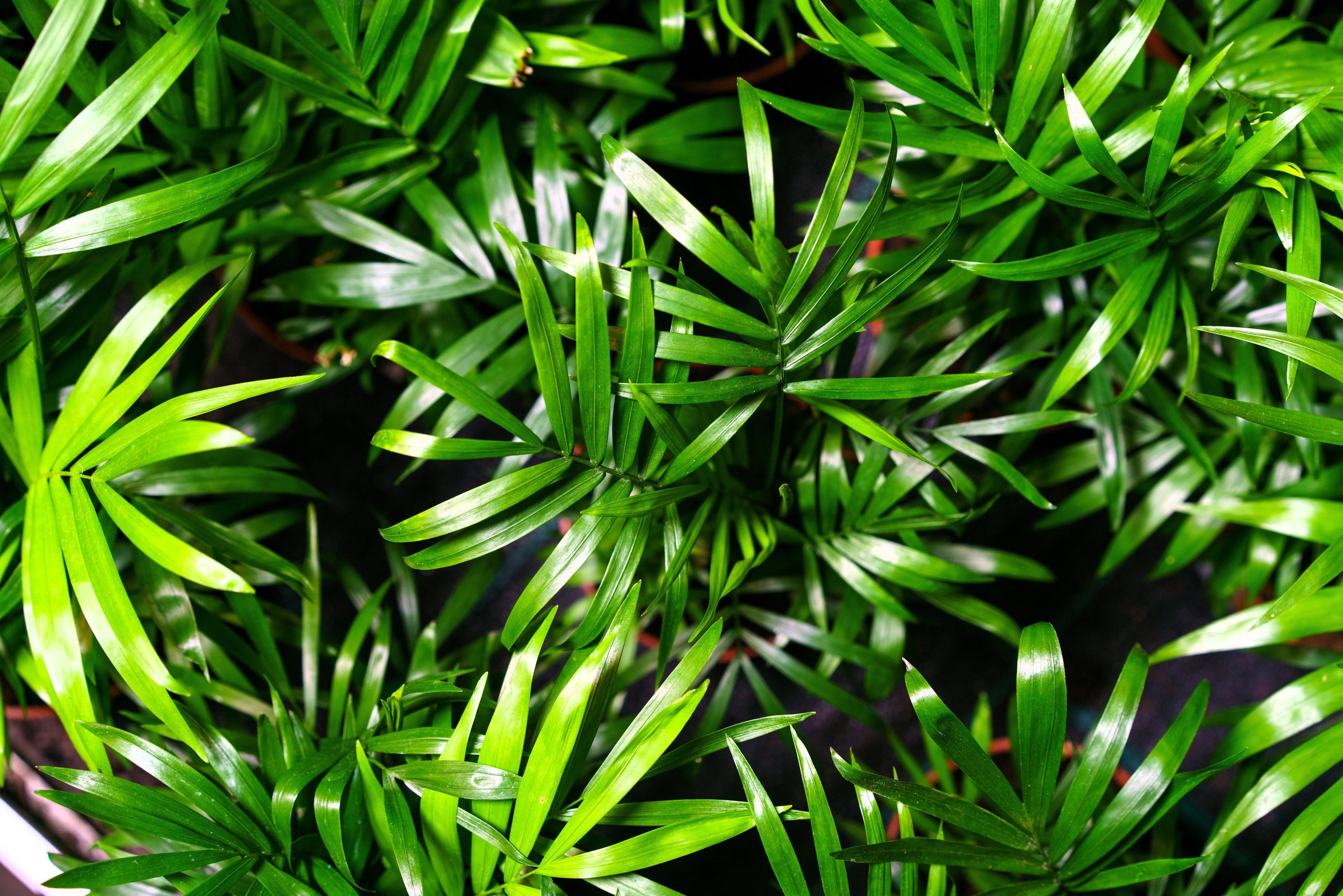 5 BAMBOO PALM Chamaedorea Seifrizii Reed or Parlor Palm Tree Sun Shade Houseplant Seeds