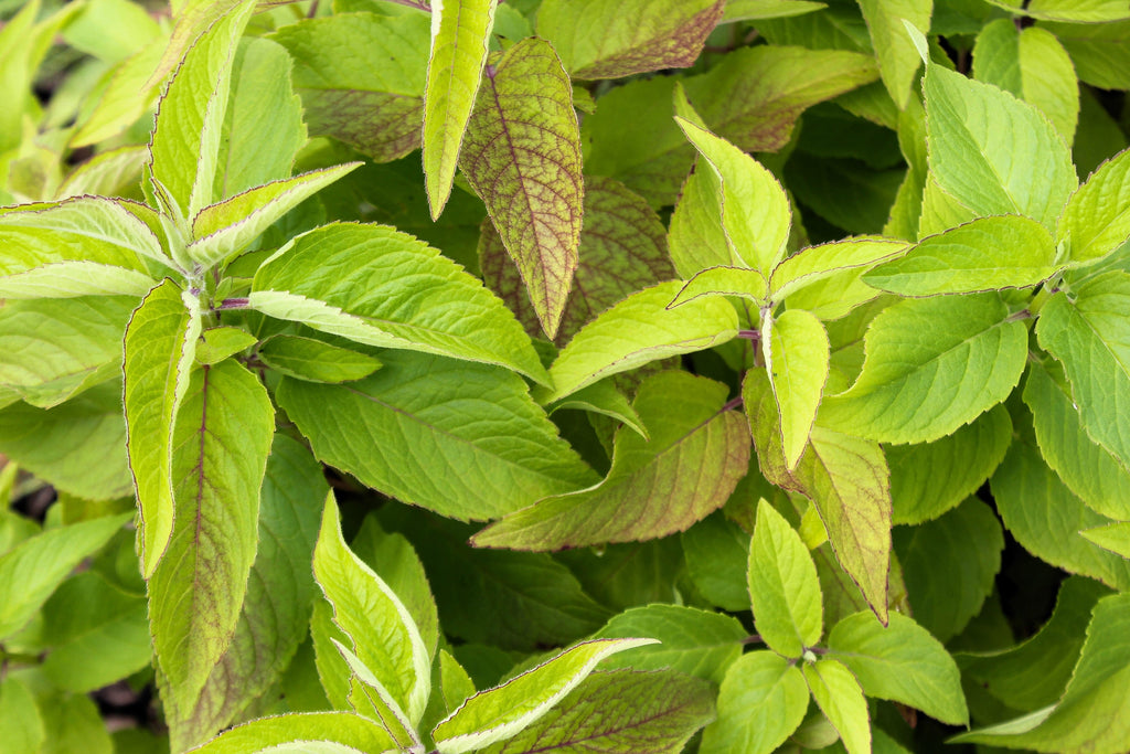 20 Dwarf PINK BEE BALM Monarda Bradburiana Eastern Beebalm Herb Flower Seeds