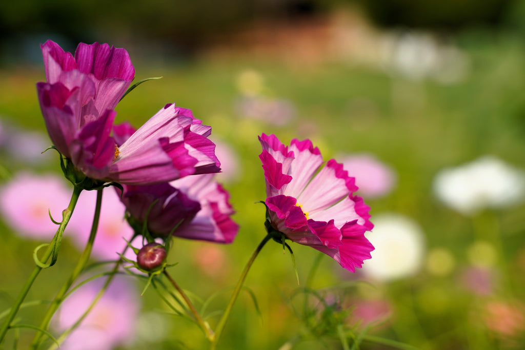 200 COSMOS SEA SHELLS Cosmos Bipinnatus Seashells Flower Seeds