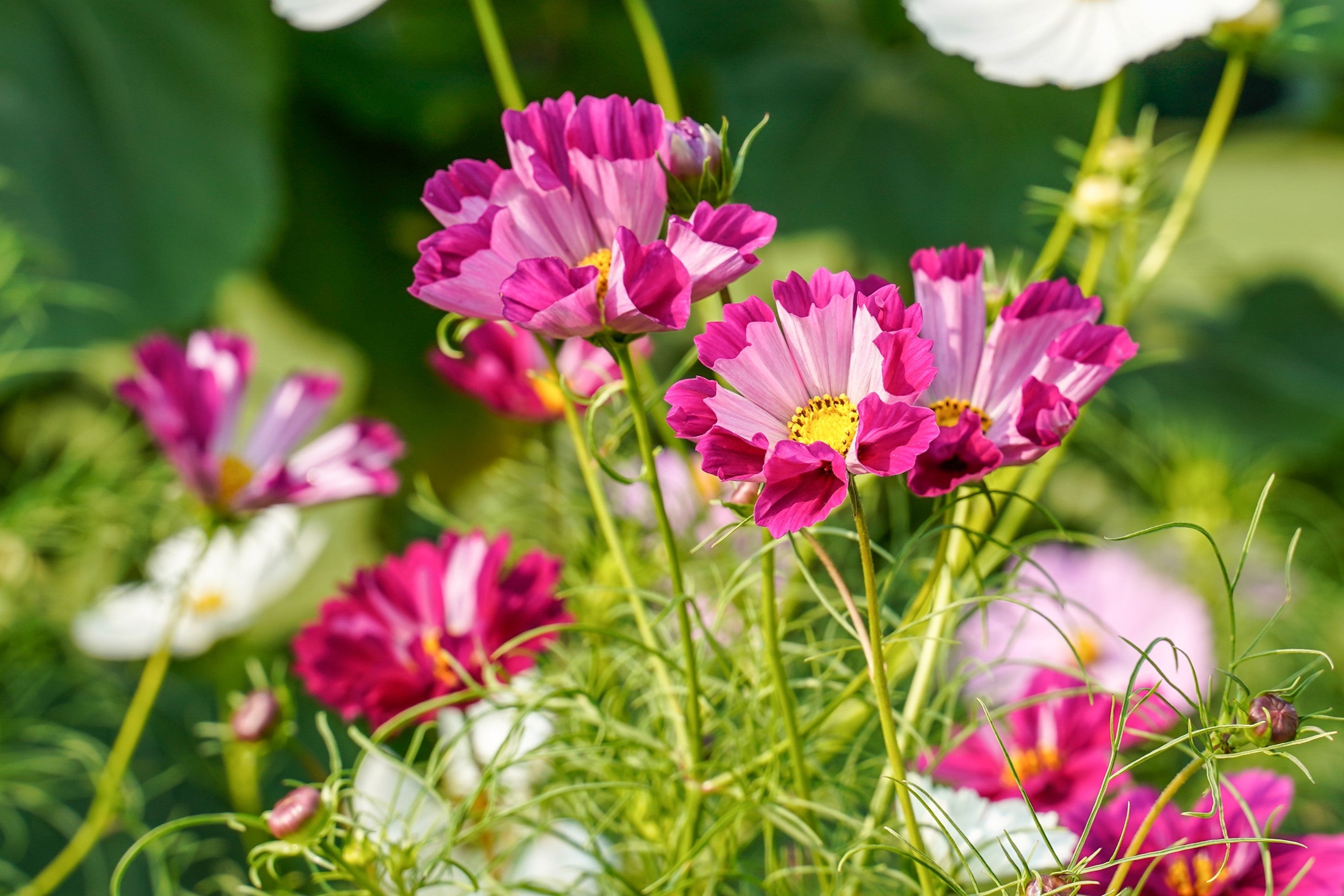 200 COSMOS SEA SHELLS Cosmos Bipinnatus Seashells Flower Seeds