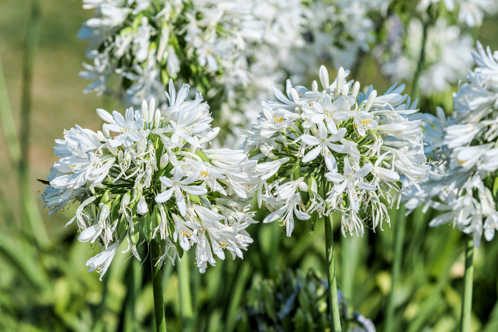 25 WHITE LILY of the NILE Agapanthus Orientalis African Lily Flower Seeds