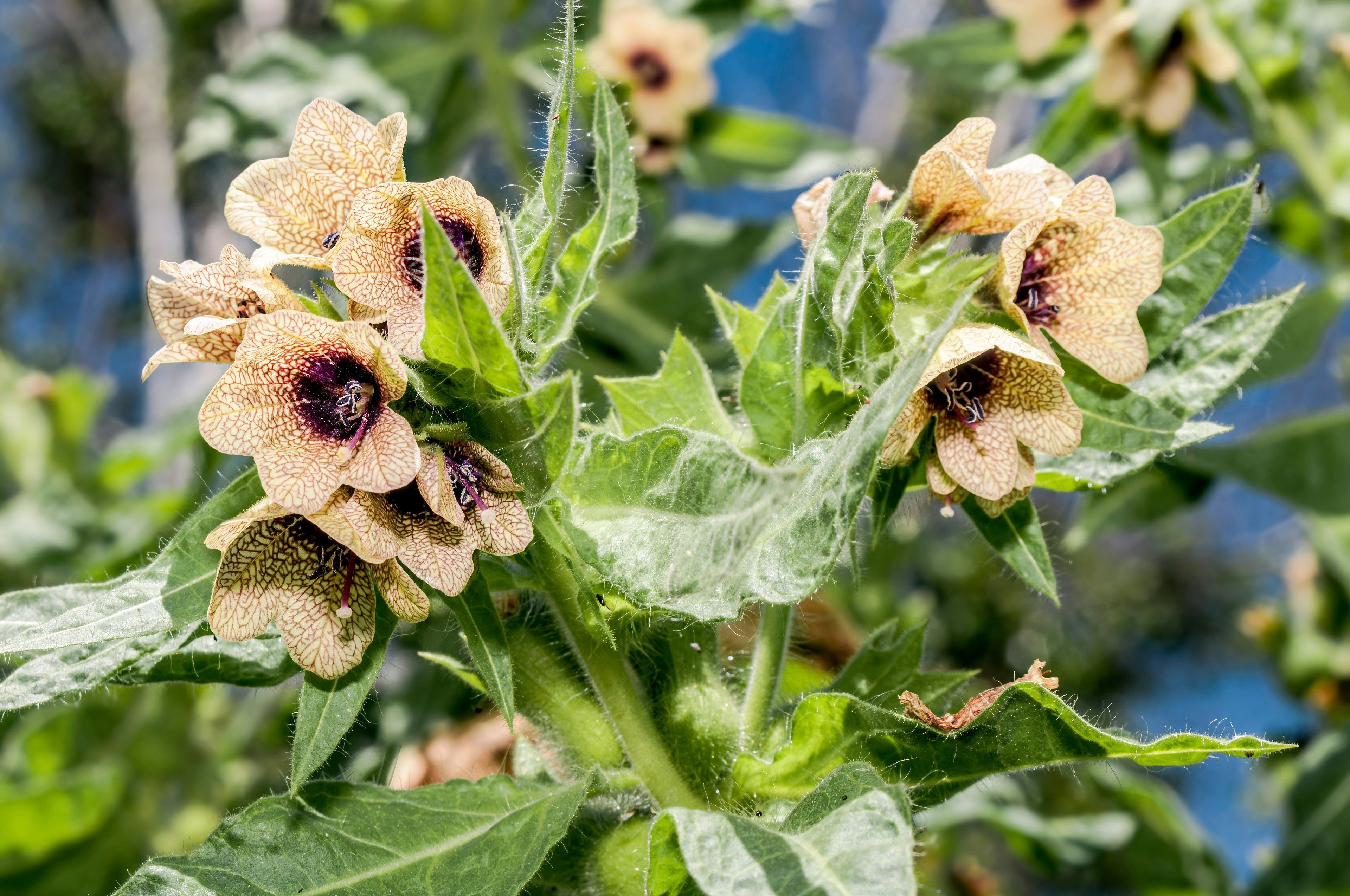 200 Black HENBANE Nightshade Hyoscyamus Niger Flower Seeds