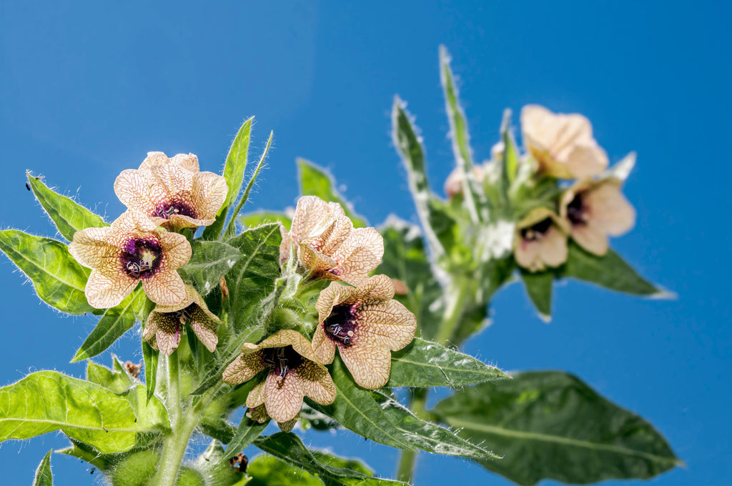 200 Black HENBANE Nightshade Hyoscyamus Niger Flower Seeds