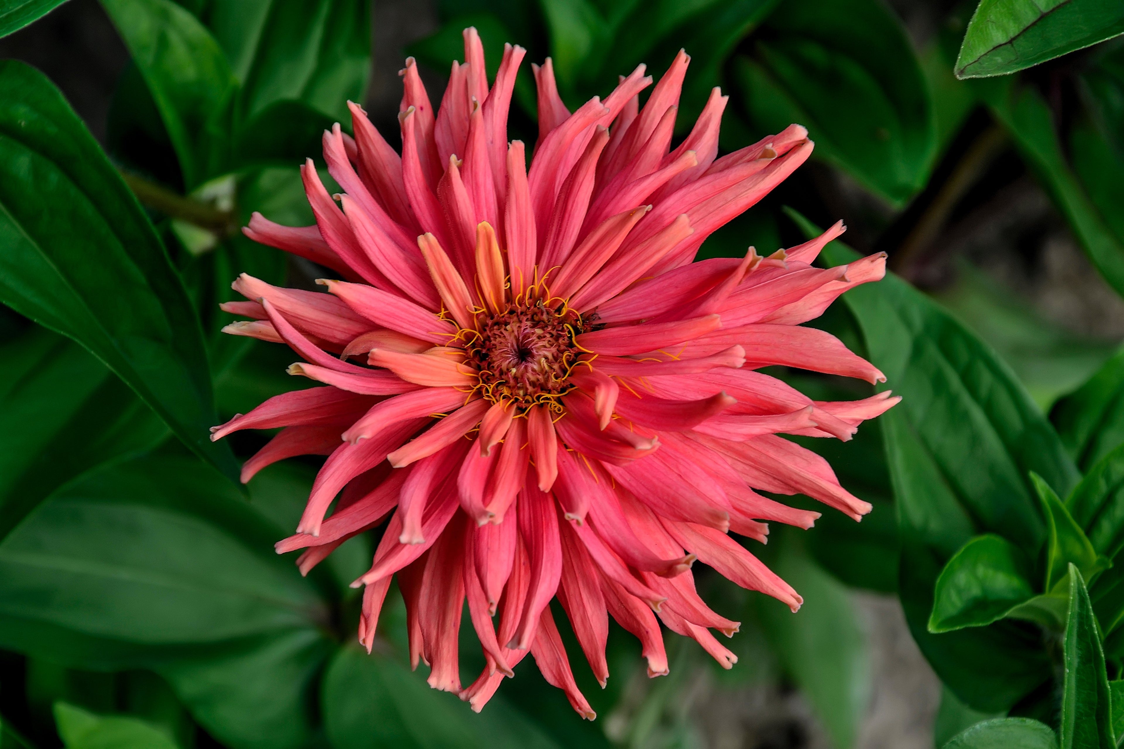 300 Burpeeana Giant Mix CACTUS FLOWERED ZINNIA Elegans Flower Seeds
