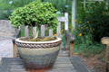 40 LITTLELEAF BOXWOOD Korean Buxus Microphylla Koreana Shrub Seeds