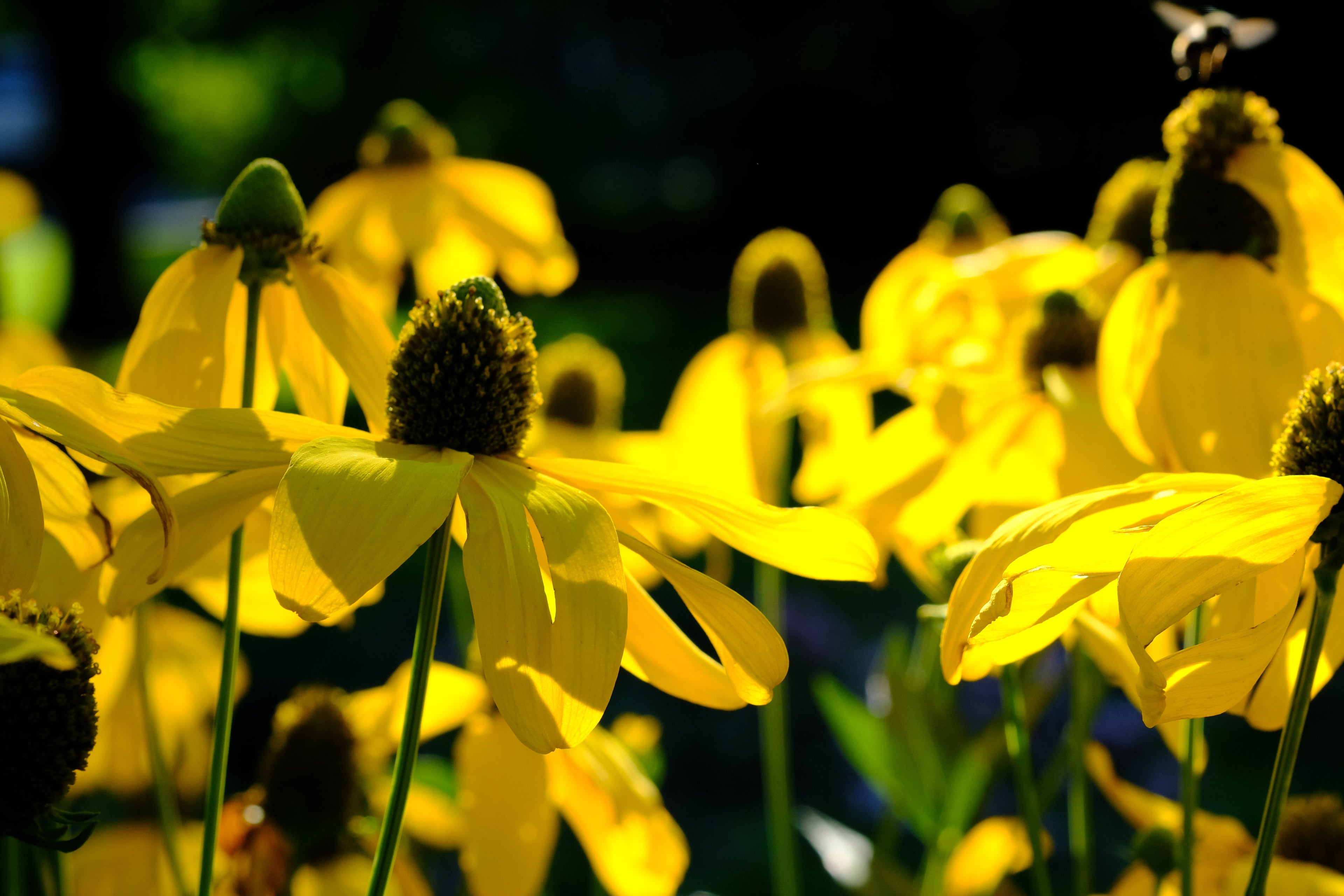 100 YELLOW CONEFLOWER Ratibida Pinnata Flower Seeds