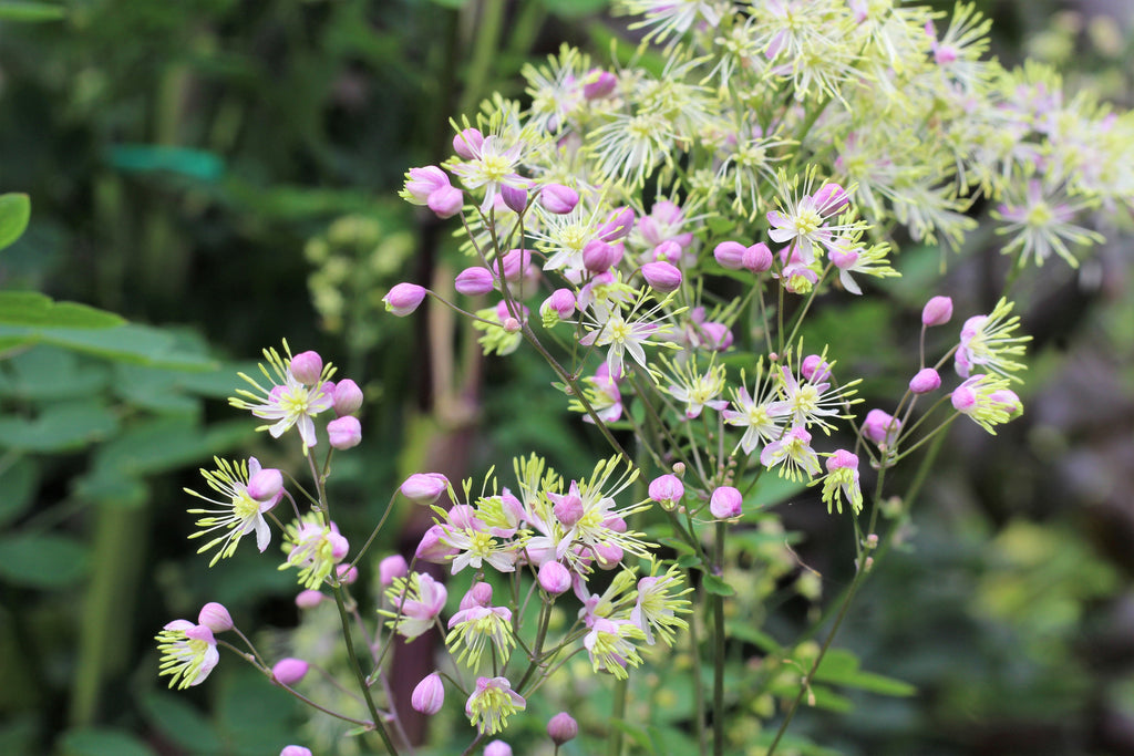 5 CHINESE MEADOW RUE Pink Yunnan Thalictrum Dipterocarpum Delavayi Flower Seeds