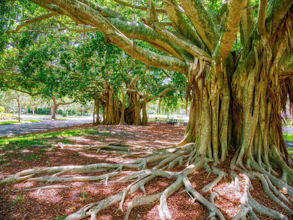 50 BANYAN / BANYAN FIG TREE East Indian Ficus Benghalensis Aerial Root Houseplant Seeds