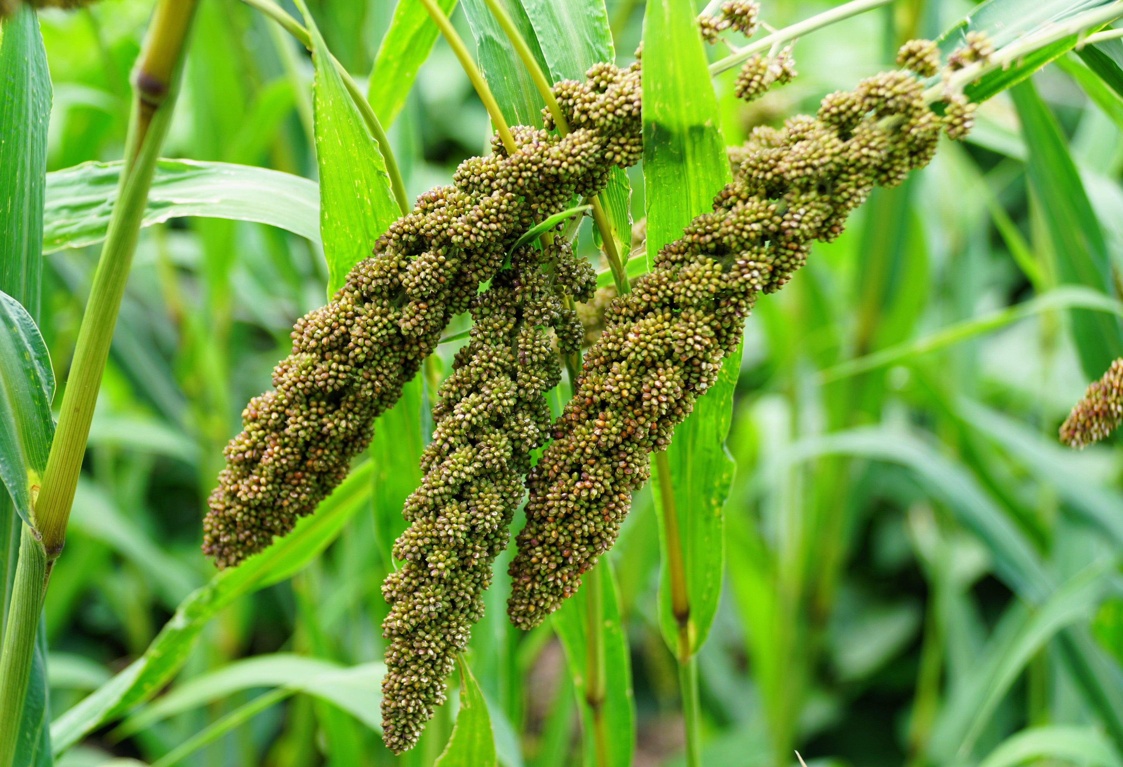 100 FOXTAIL MILLET Setaria Italica Ornamental Grass Wildlife Food Flower Seeds