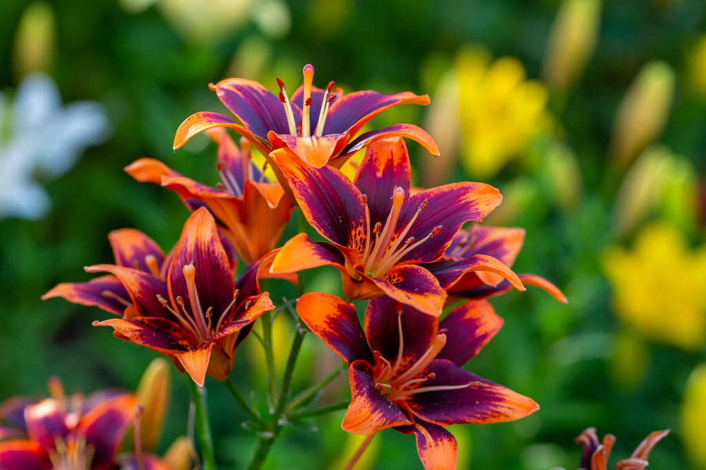 10 MIXED COLORS DAYLILY Hemerocallis Day Lily Fine Mix Red Purple Flower Seeds