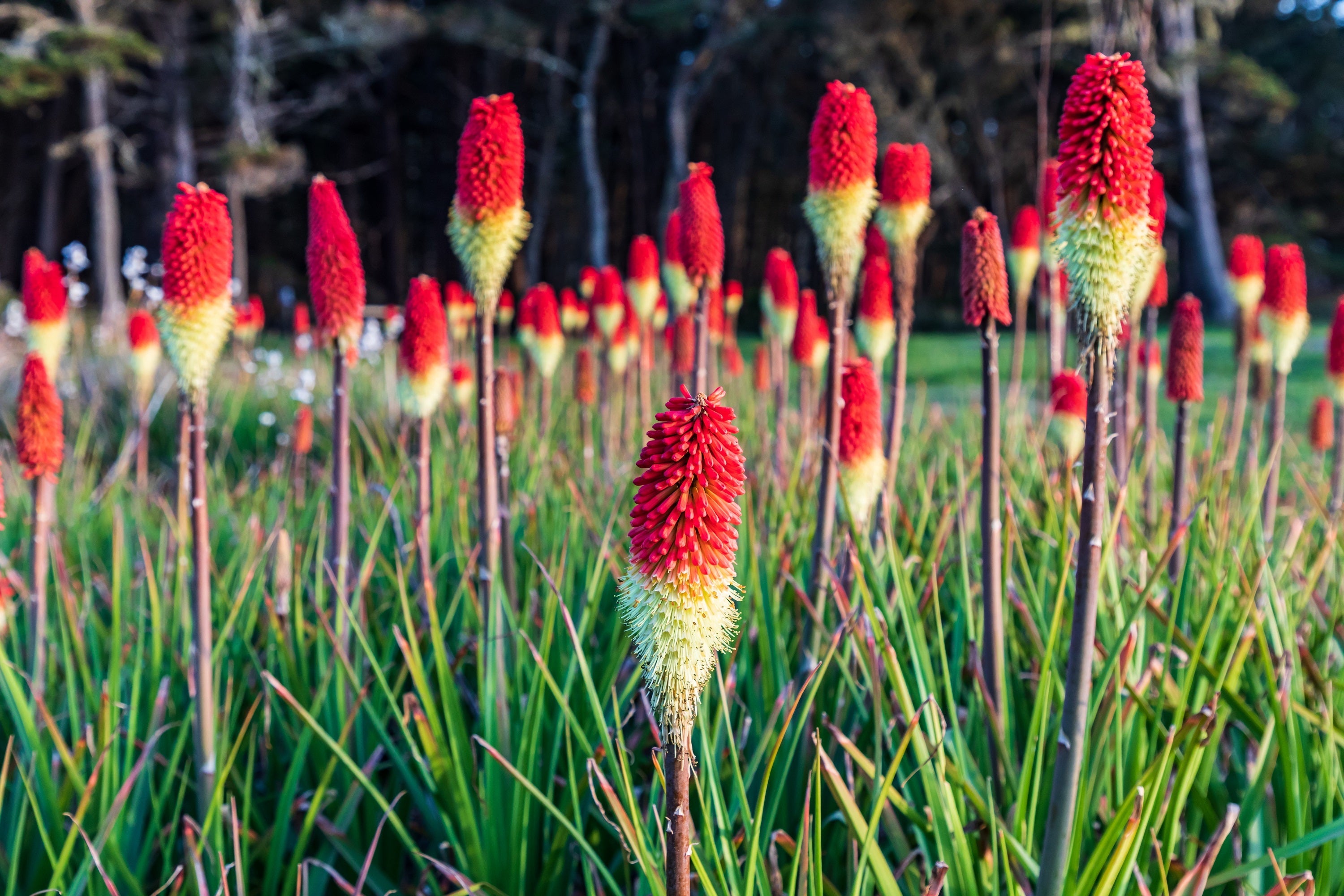 50 TORCH LILY Red Hot Poker / Tritoma / Kniphofia Uvaria Flower Seeds