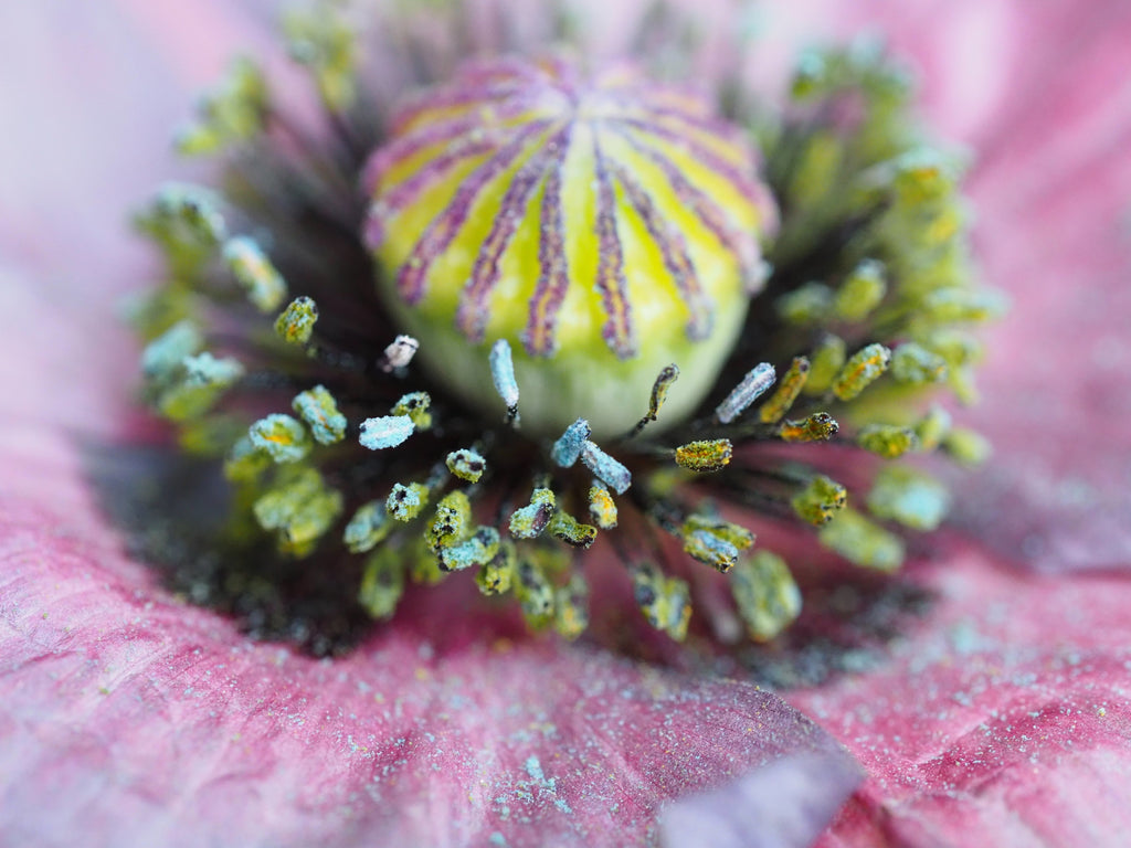 50 Organic AMAZING GREY POPPY Papaver Rhoeas Silvery Gray Flower Seeds