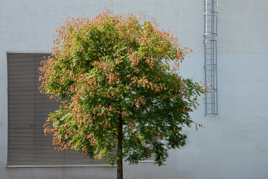 10 DWARF GOLDEN RAIN TREE Koelreuteria Paniculata Nana Yellow Flower Seeds