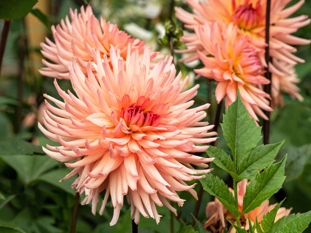 25 CACTUS DOUBLE DAHLIA Mix Variabilis Mixed Colors Hummingbird Flower Seeds