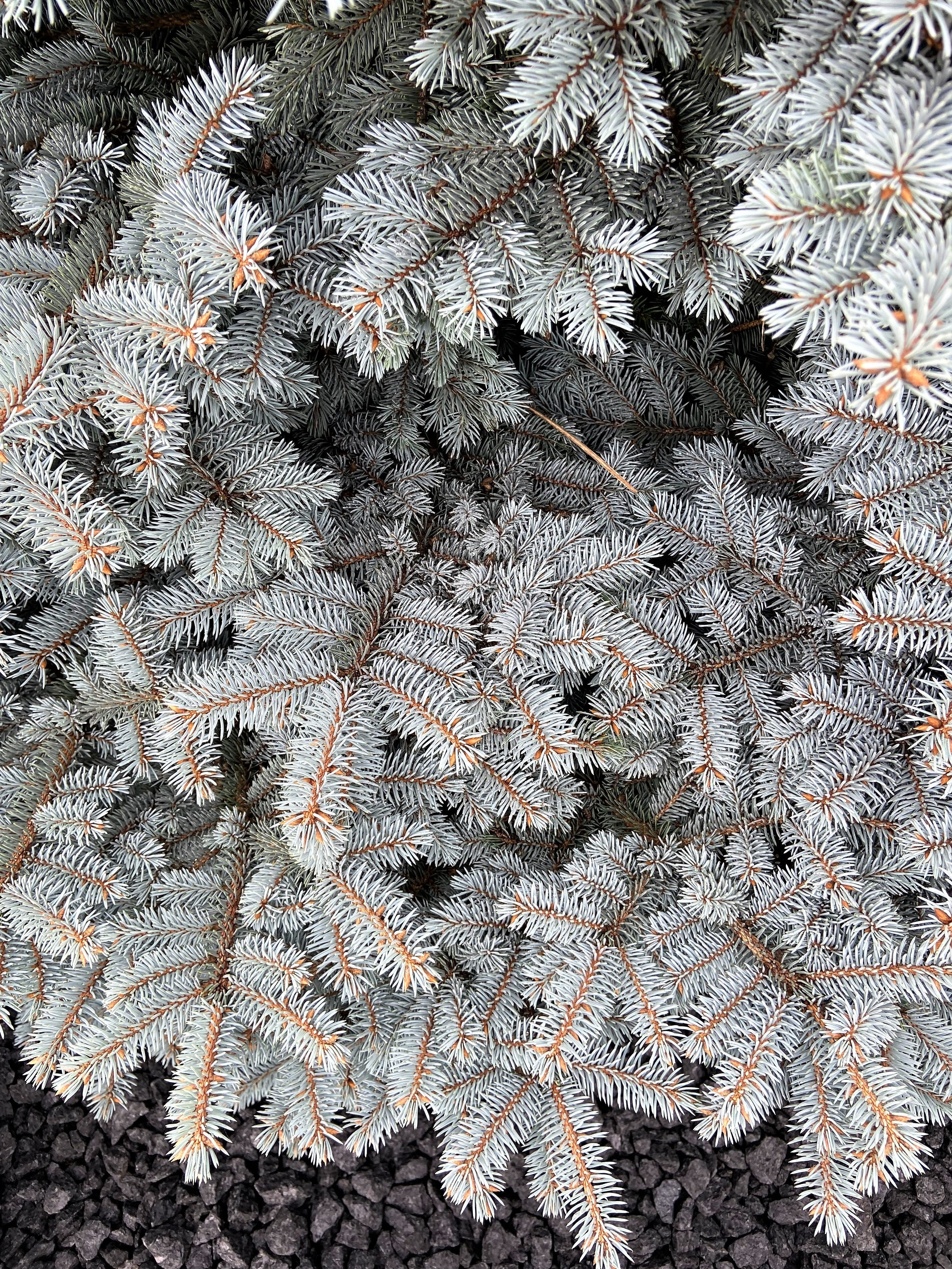 50 Colorado BLUE SPRUCE Tree Picea Pungens Glauca Christmas Tree White Silver Spruce Evergreen Seeds