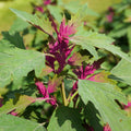 100 GIANT GOOSEFOOT Chenopodium Giganteum Purple Magenta Spreen Vegetable Seeds