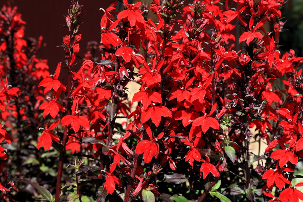 300 CARDINAL FLOWER LOBELIA Cardinalis Flower Seeds