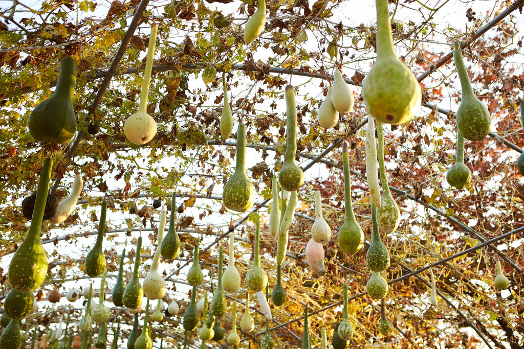 30 DIPPER GOURD Siphon Gourd Green Lagenaria Siceraria Vegetable Seeds