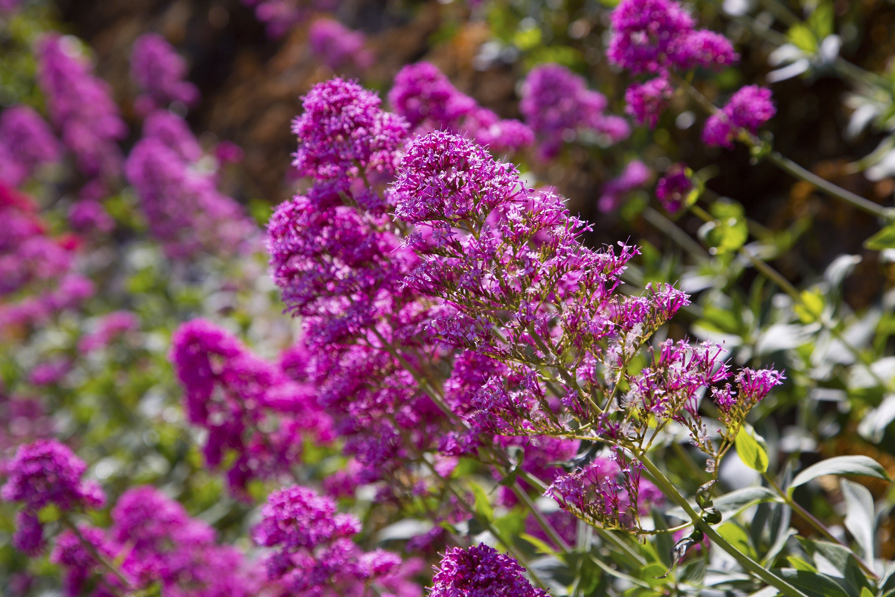 50 VIOLET BUTTERFLY BUSH Buddleja Davidii Purple Flower Seeds