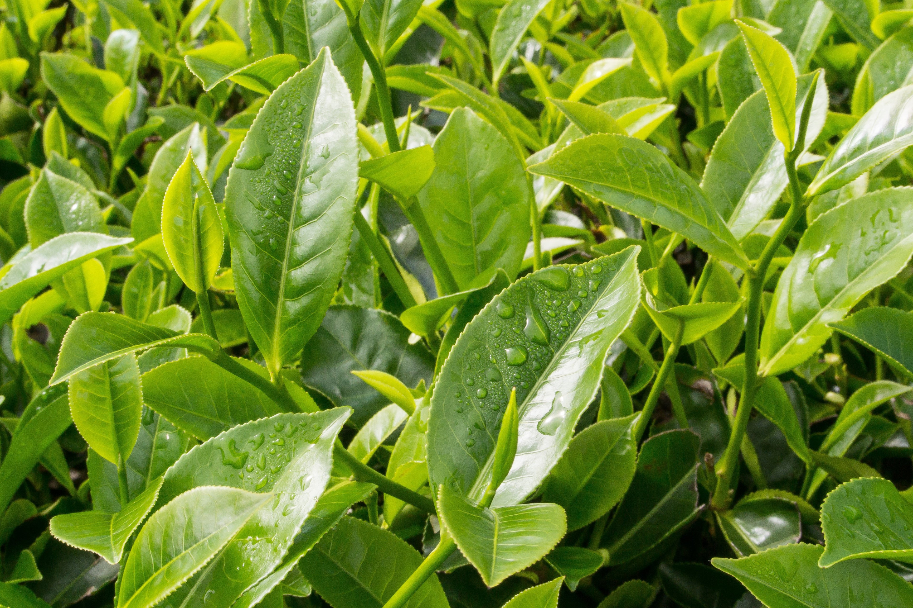 1 Lb Bulk TEA PLANT Black & Green Drinking Tea Camellia Sinensis Tree Shrub Herb Flower - Approx 385 Seeds