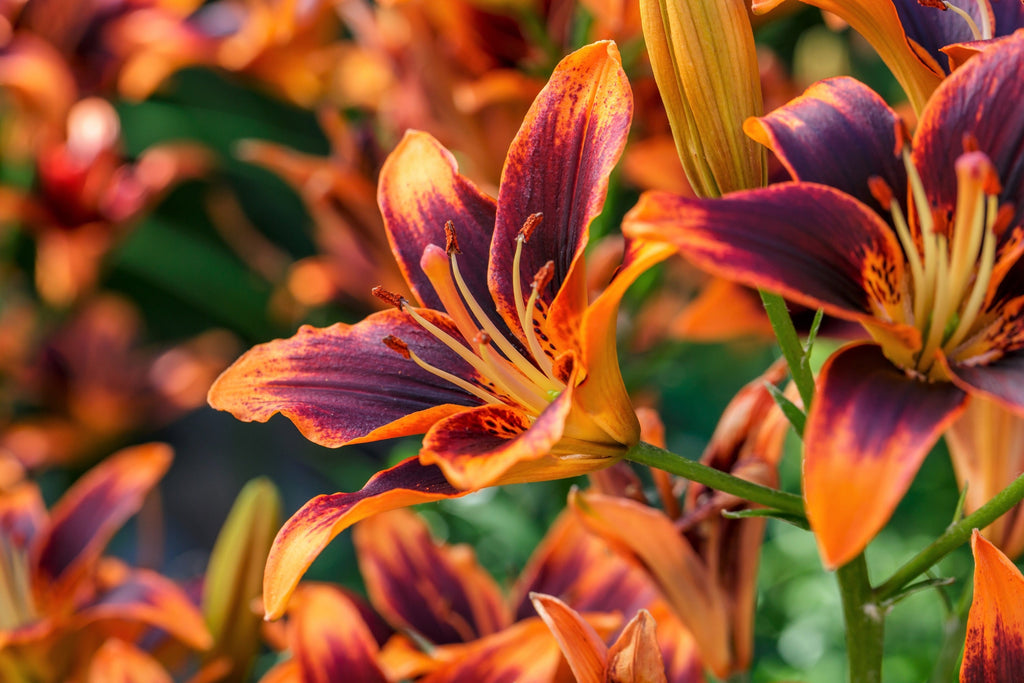 10 MIXED COLORS DAYLILY Hemerocallis Day Lily Fine Mix Red Purple Flower Seeds