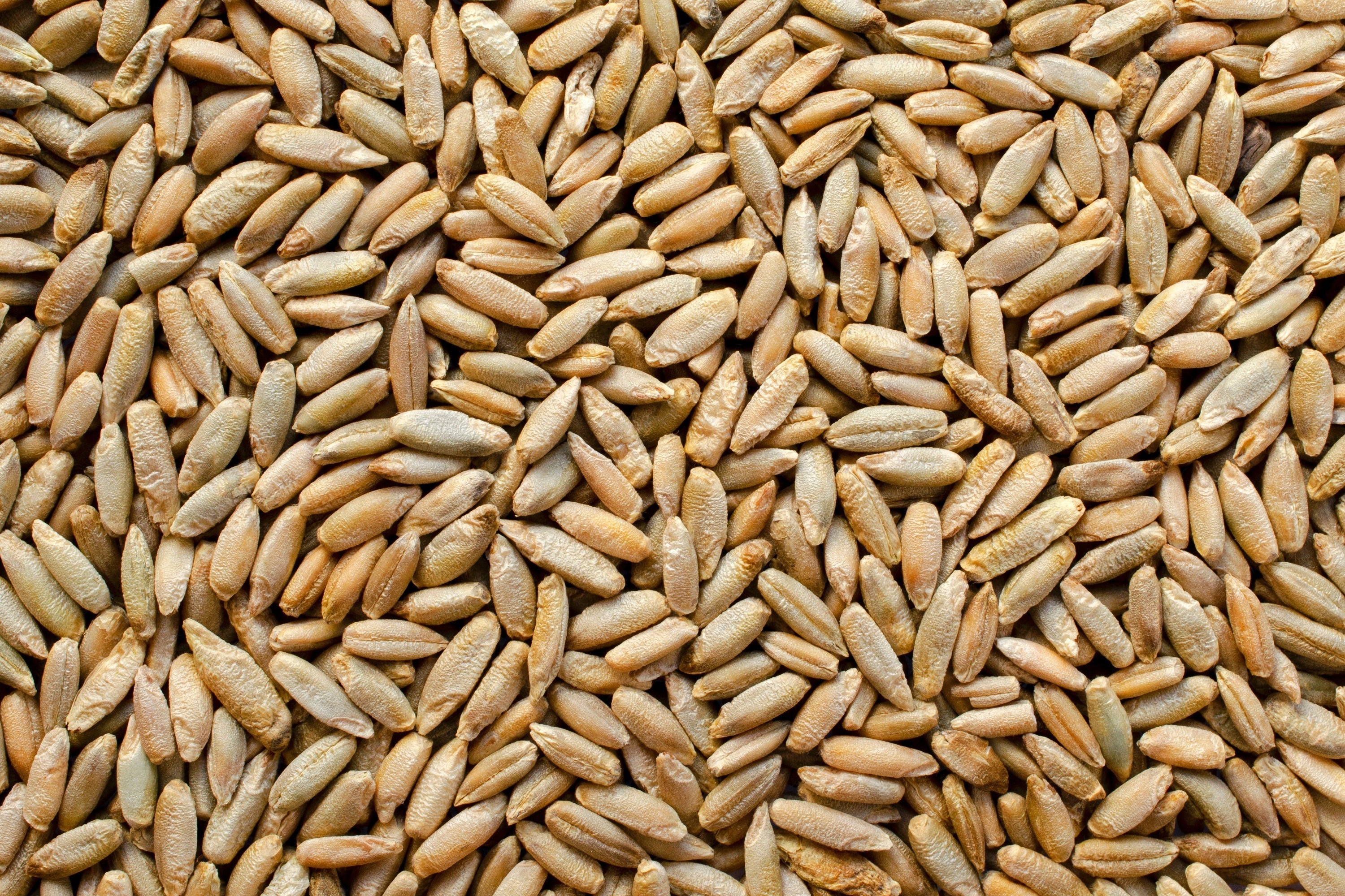 300 Wrens Abruzzi WINTER RYE Secale Cereale Grain Cover Crop Seeds