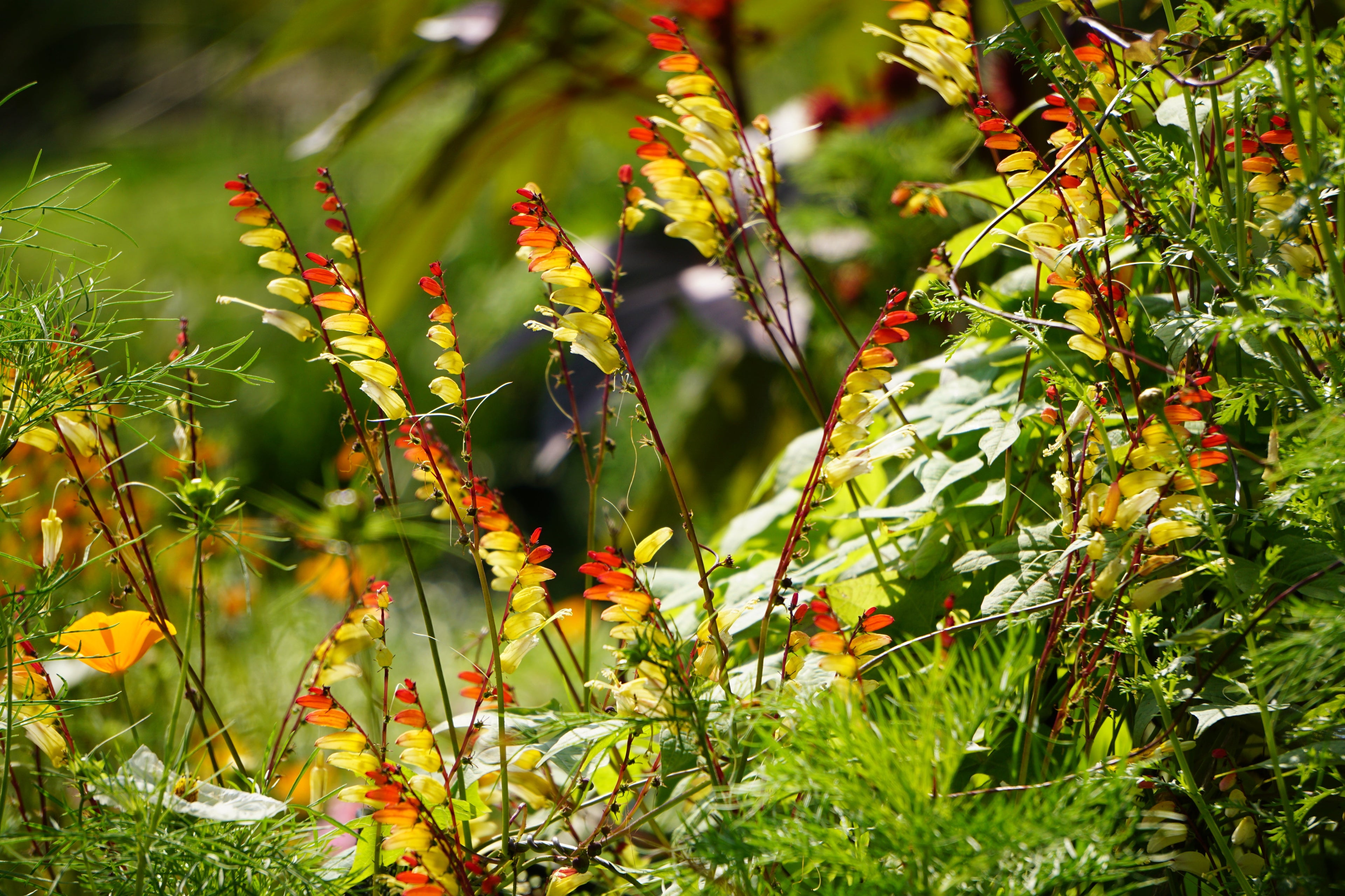 10 FIRECRACKER VINE Flower Mina Lobata Exotic Love Spanish Flag Ipomoea Seeds