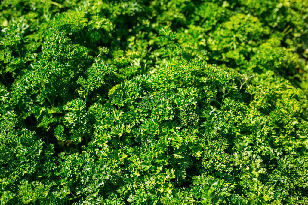 1500 TRIPLE CURLED PARSLEY Petroselinum Hortensis Herb Vegetable Seeds