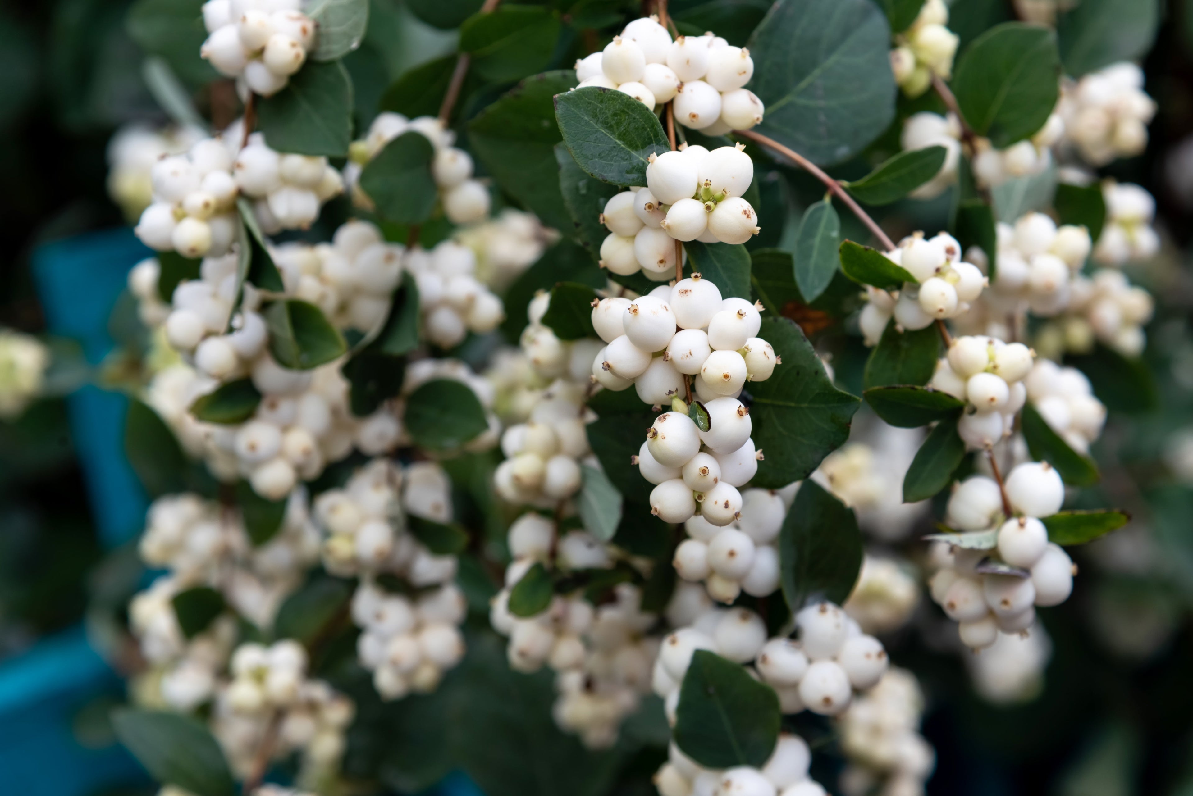 25 COMMON SNOWBERRY - WHITE Berries Pink Flowers Symphoricarpos Alba Shrub Seeds