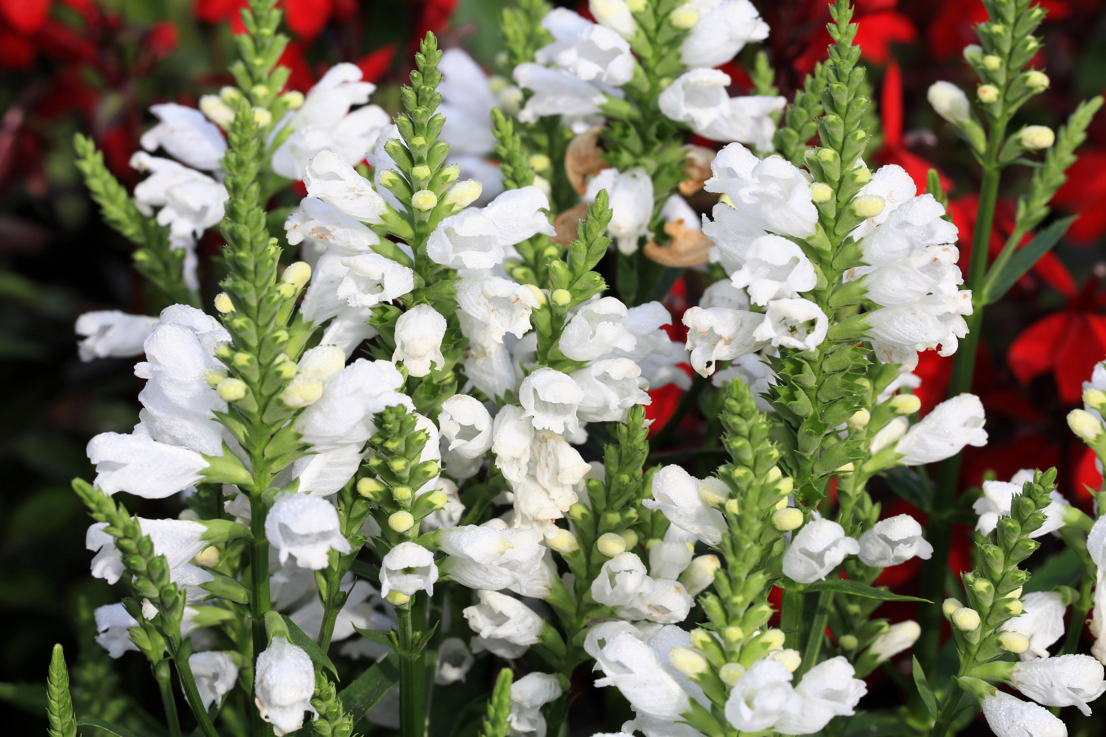 50 WHITE Showy OBEDIENT PLANT False Dragon Head Physostegia Virginiana Flower Seeds