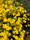 500 Organic GOLDEN FLAX Yellow Linseed Common Linum Flavum Flower Seeds