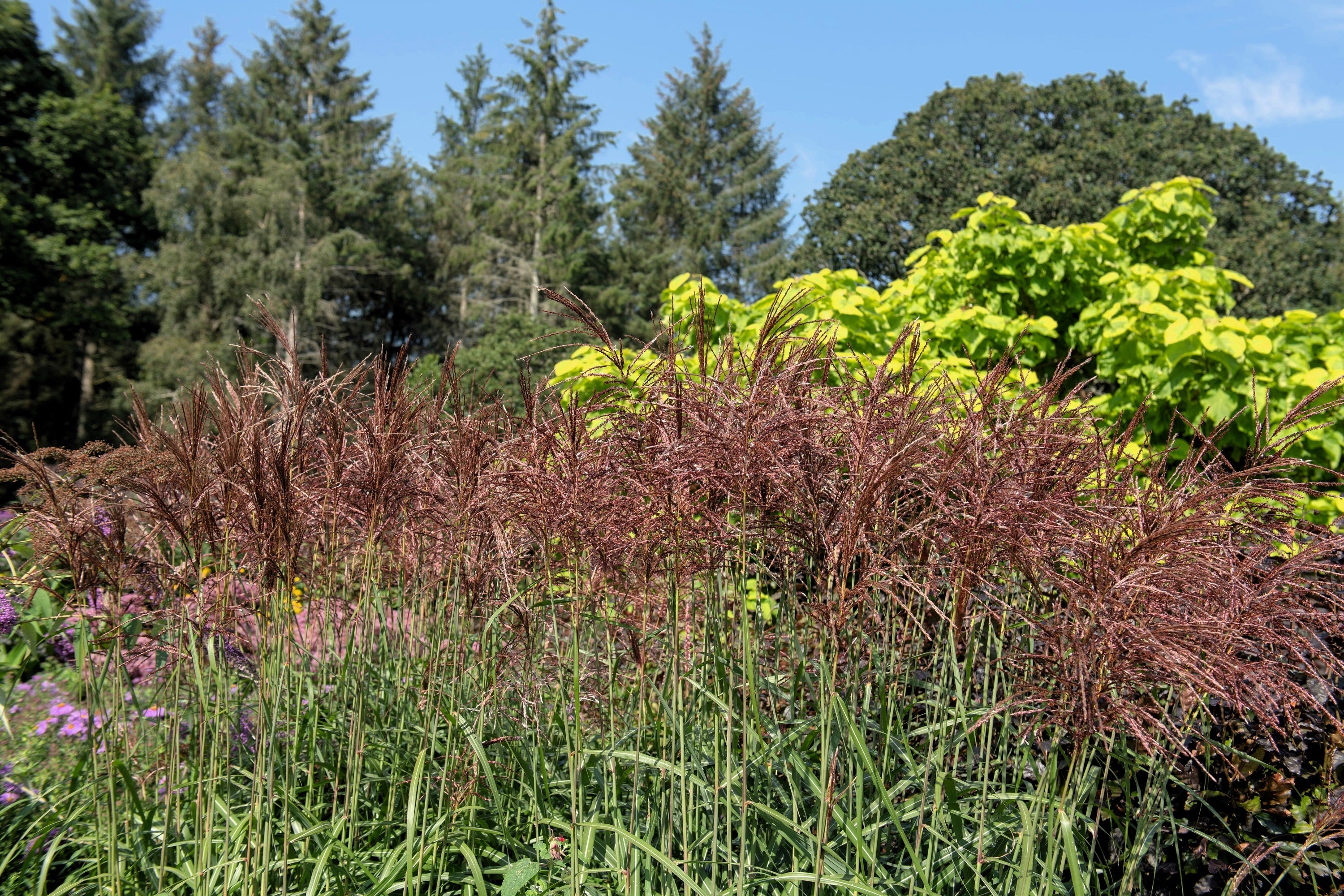 10 RED MAIDEN GRASS Miscanthus Sinensis Plumes Ornamental Flower Seeds