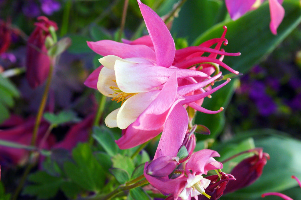 50 MCKANAS GIANT COLUMBINE Mixed Colors Aquilegia Hybrida Flower Seeds