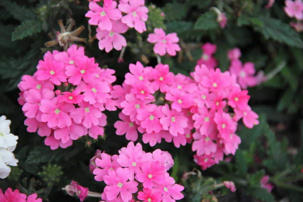 200 Pink & Purple MOSS VERBENA Verbena Tenuisecta Fragrant Hummingbird Flower Seeds