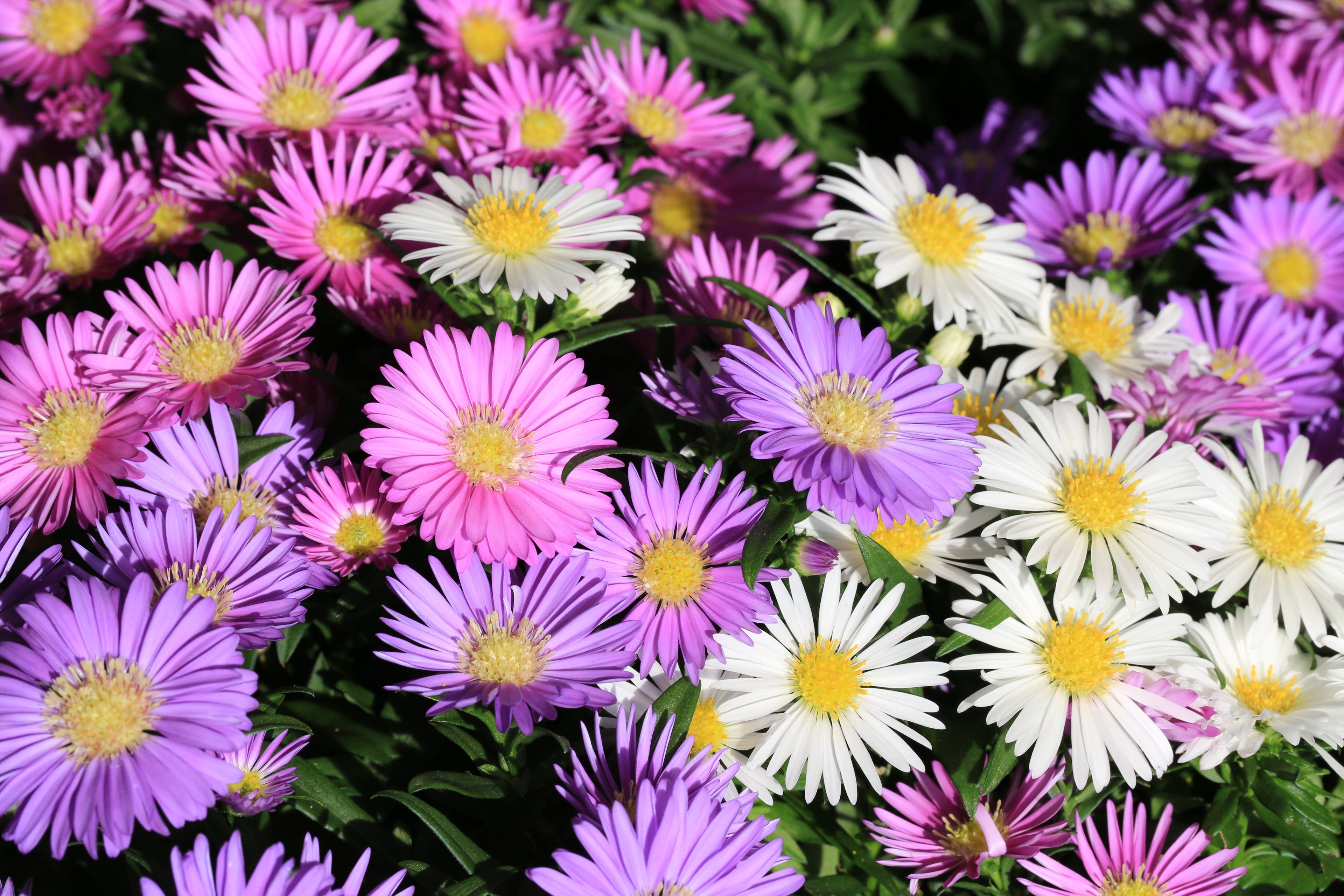 250 MIXED Colors CHINA ASTER Callistephus Chinensis Flower Seeds