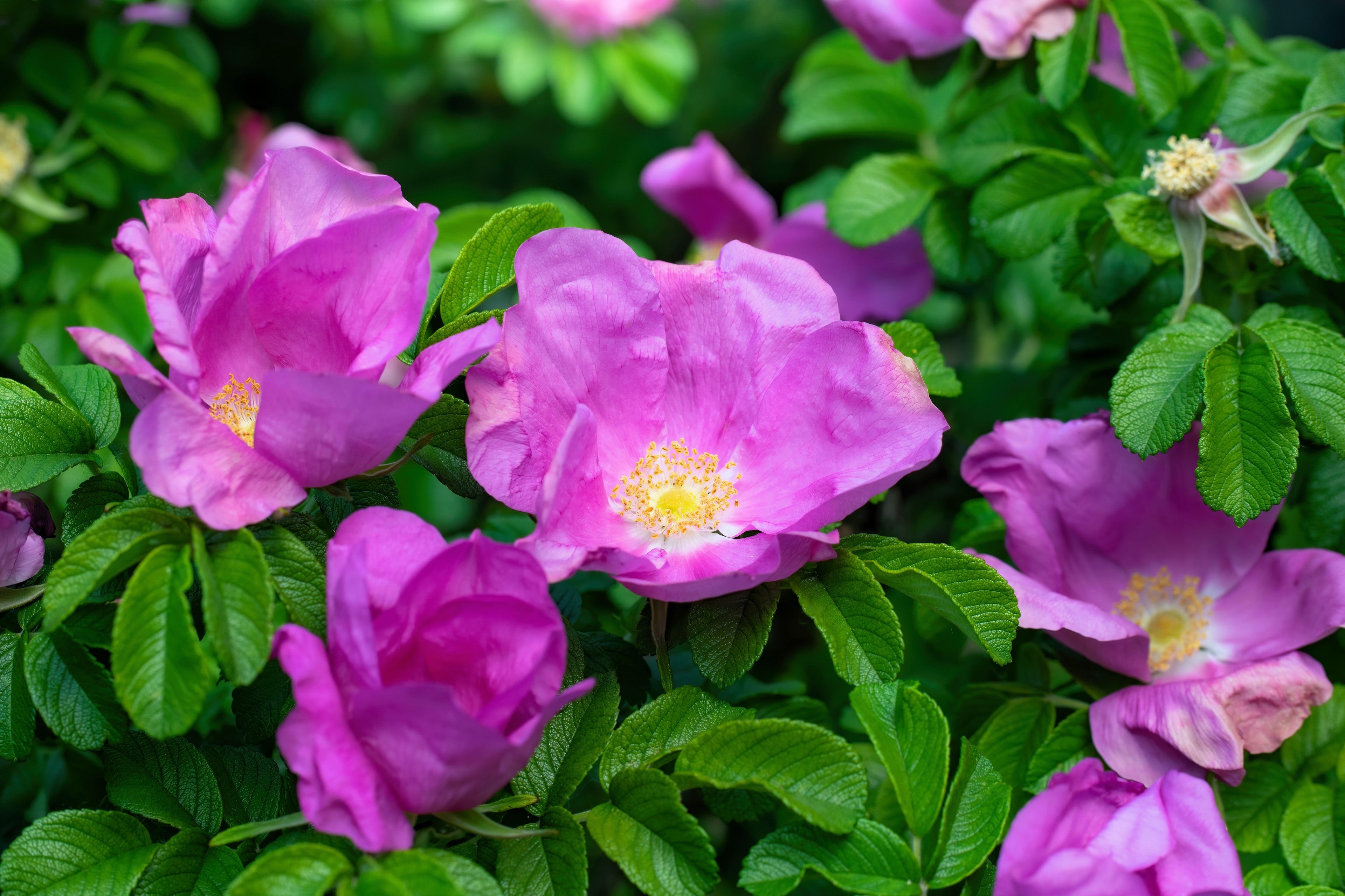 10 Pink CINNAMON ROSE Bush Amur Rosa Davurica Fragrant Flower Seeds
